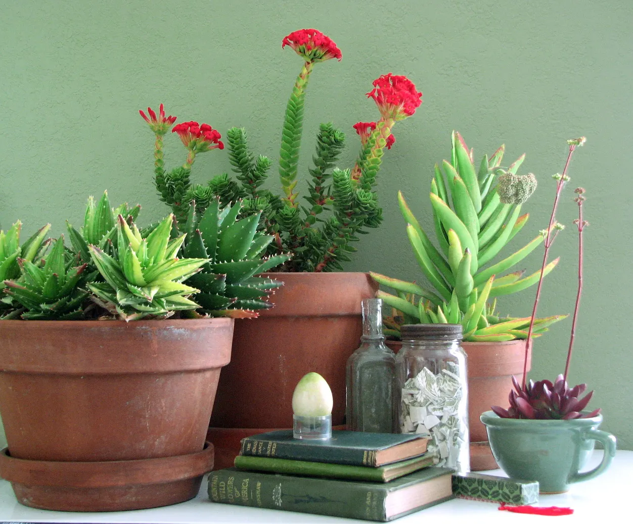Propeller Plant (Crassula Falcata) — is an eye-catching succulent noted for its unique