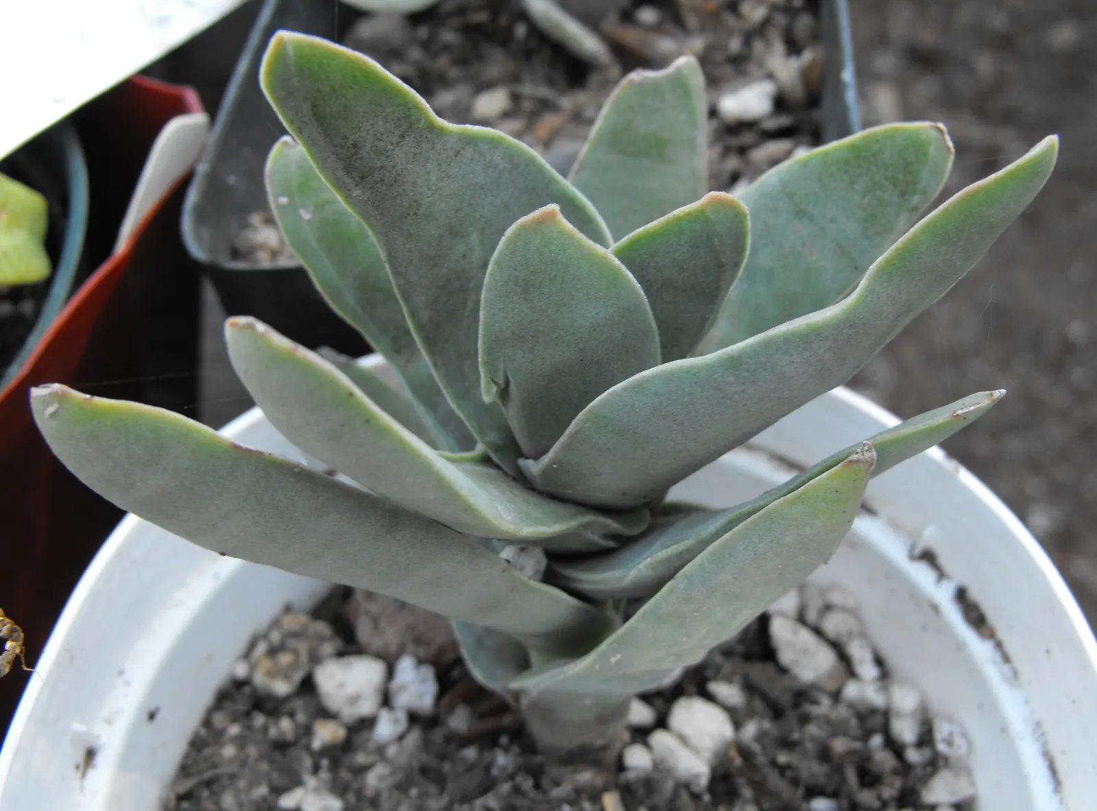 Propeller Plant (Crassula Falcata) — Typically reaching a modest height of 18 to 24 inches with a similar spread; commonly referred to as Airplane, image 50
