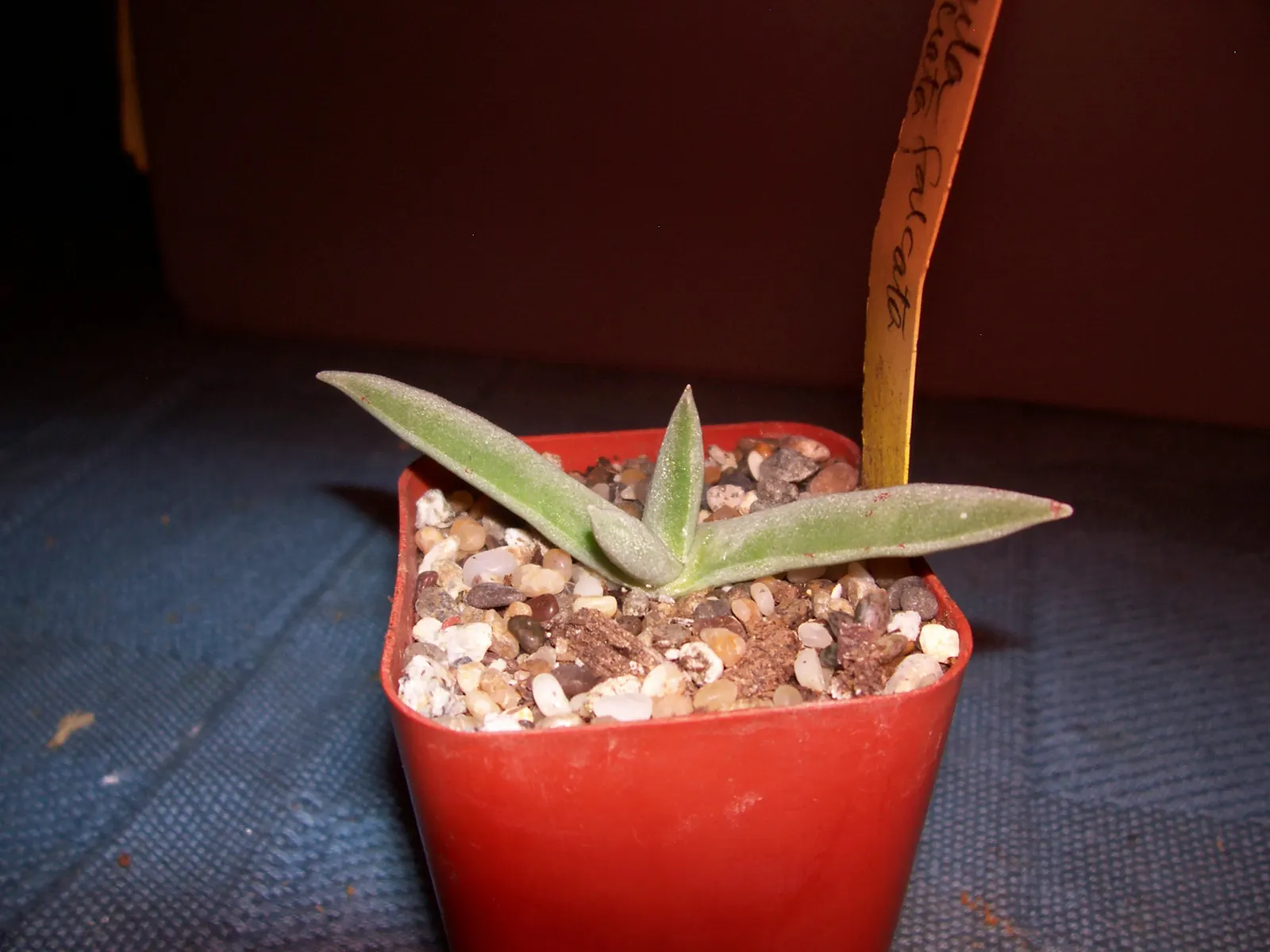 Propeller Plant (Crassula Falcata) — Crassula falcata is ideal for adding texture and visual interest to rock gardens; the leaves grow in, image 51