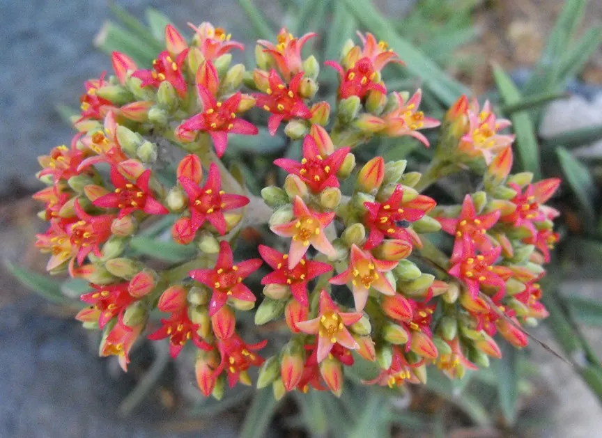 Propeller Plant (Crassula Falcata) — this evergreen plant thrives in USDA zones 9 to 11 and performs best in full to partial sun exposure; shrub /, image 49