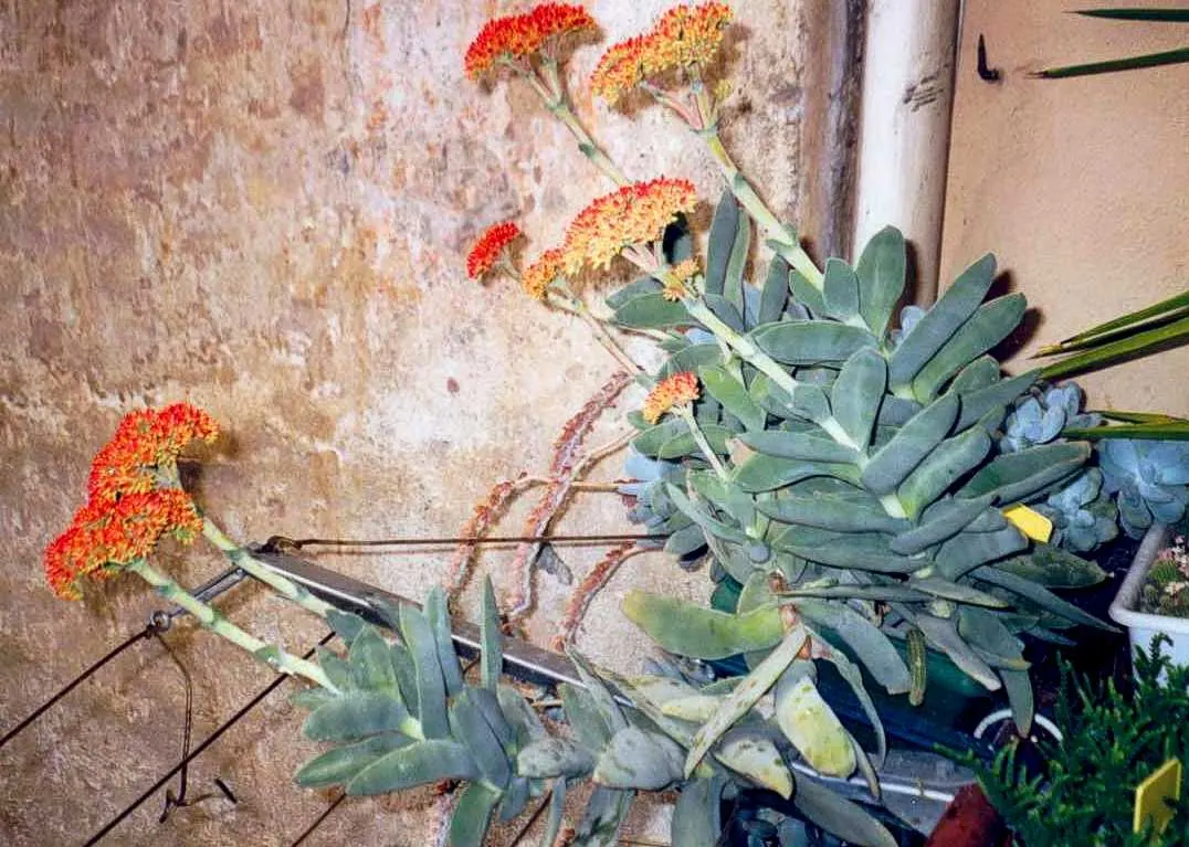 Propeller Plant (Crassula Falcata) — Ideal for xeriscapes, it reaches up to 18 inches in height and width