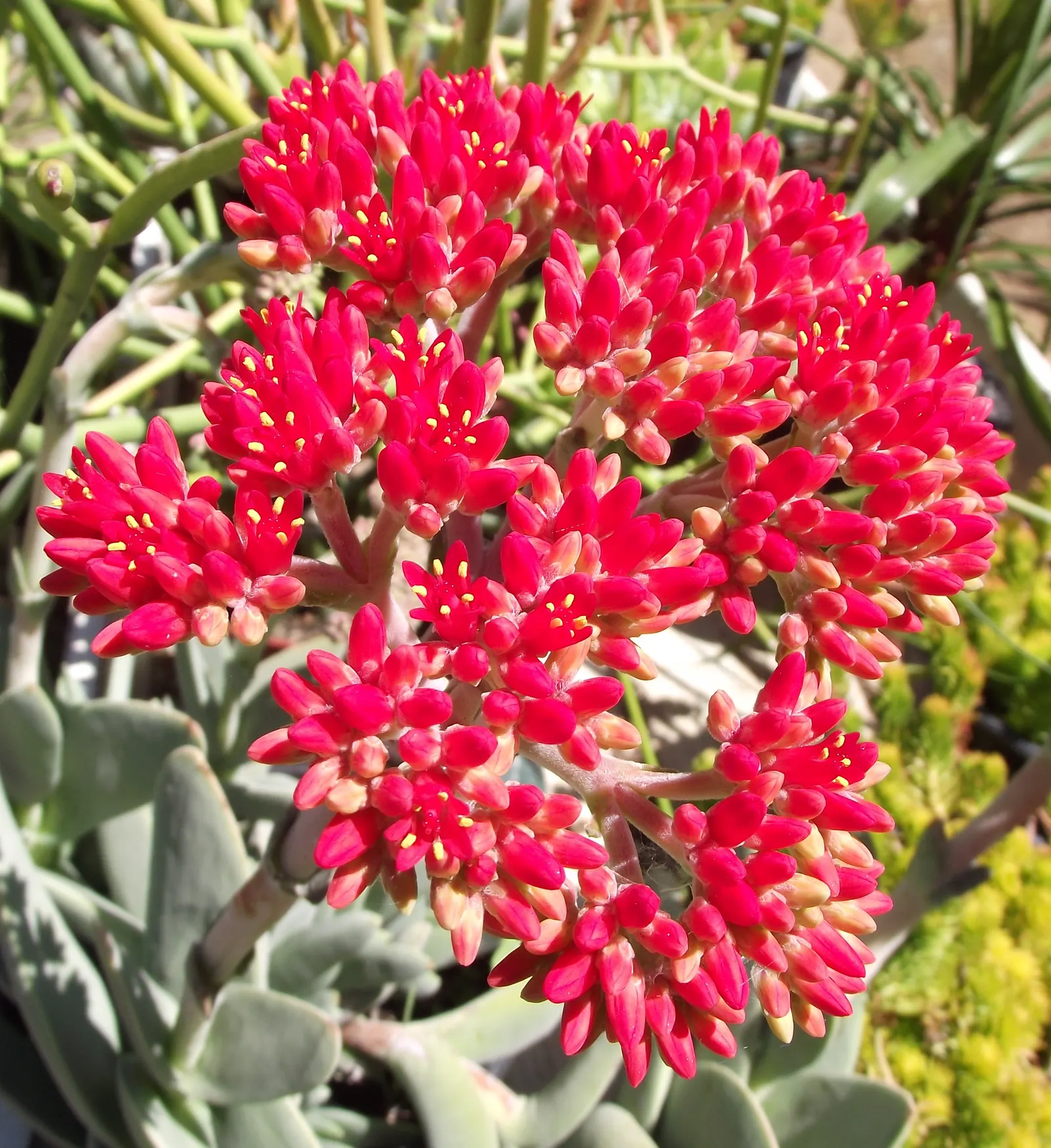 Propeller Plant (Crassula Falcata) — commonly referred to as Airplane Plant or Propeller Plant