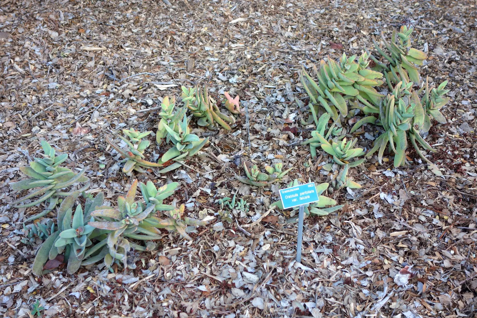 Propeller Plant (Crassula Falcata) — is a distinctive succulent notable for its fascinating foliage and bold flowers