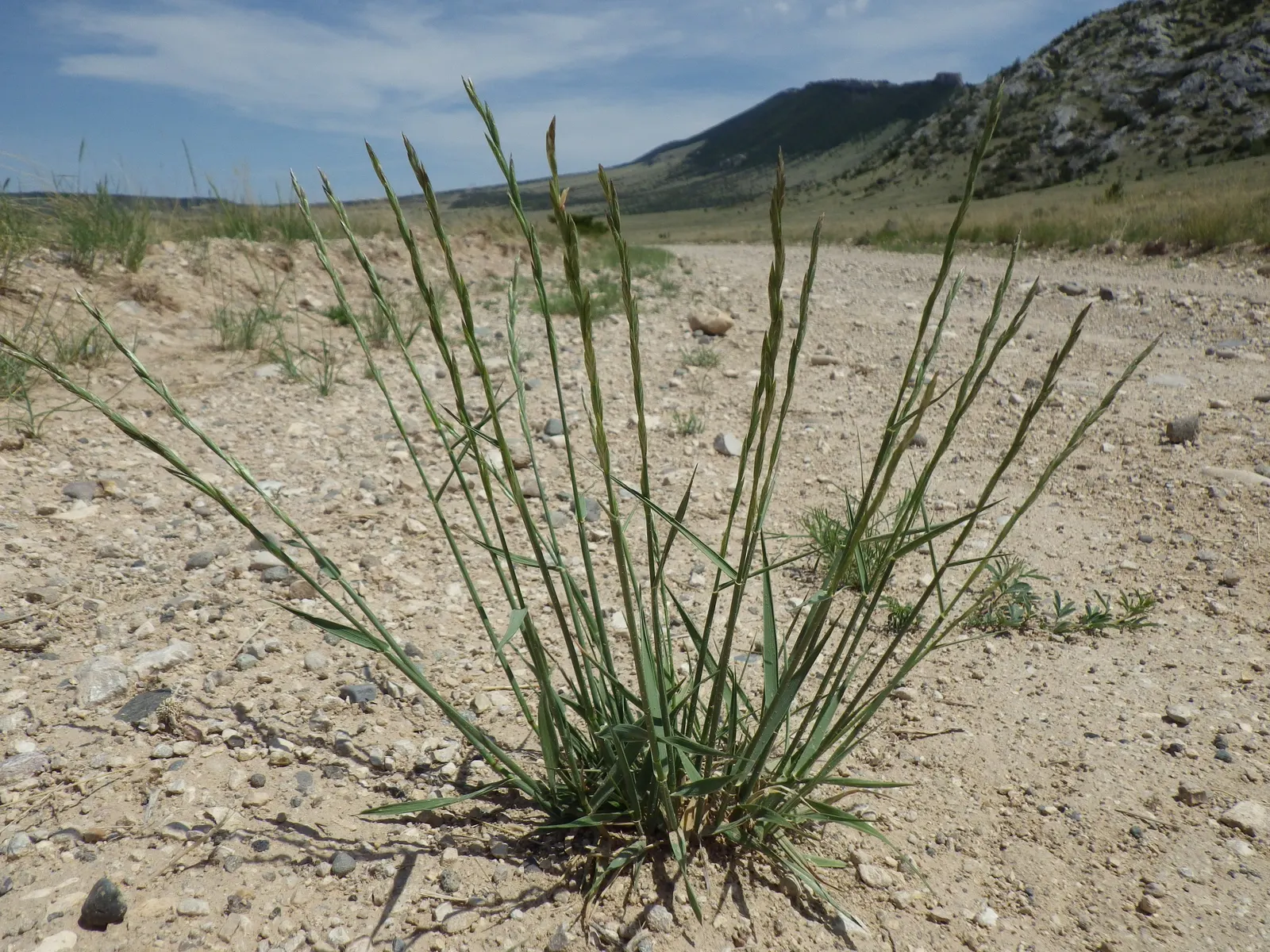 Bluebunch Wheat Grass (Pseudoroegneria Spicata) — With its ecological benefits and aesthetic appeal