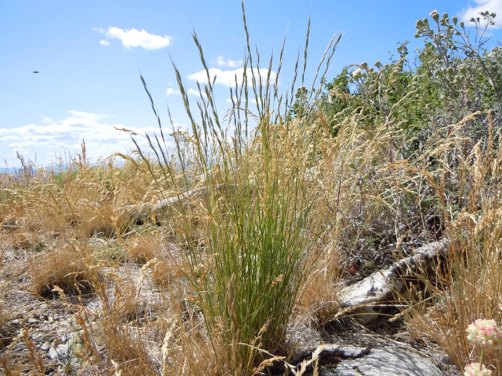 Bluebunch Wheat Grass (Pseudoroegneria Spicata) — it provides food for wildlife while requiring minimal care