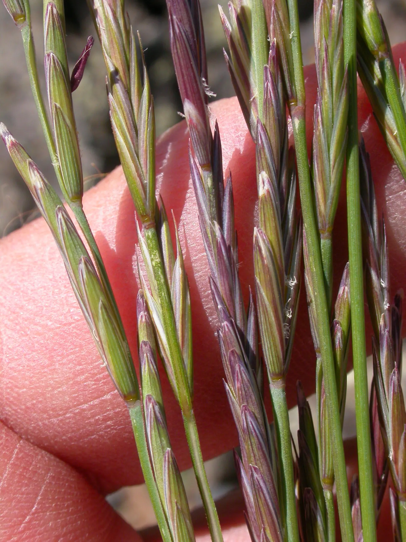 Bluebunch Wheat Grass (Pseudoroegneria Spicata) — it provides valuable habitat for native fauna