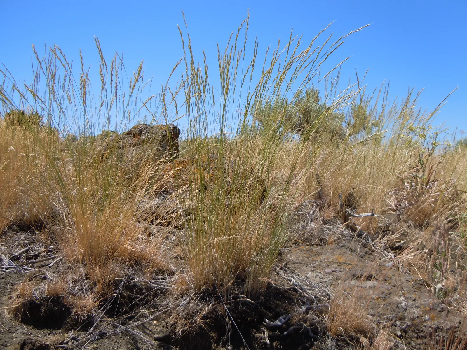 Bluebunch Wheat Grass (Pseudoroegneria Spicata) — perennial bunchgrass that exemplifies resilience and adaptability