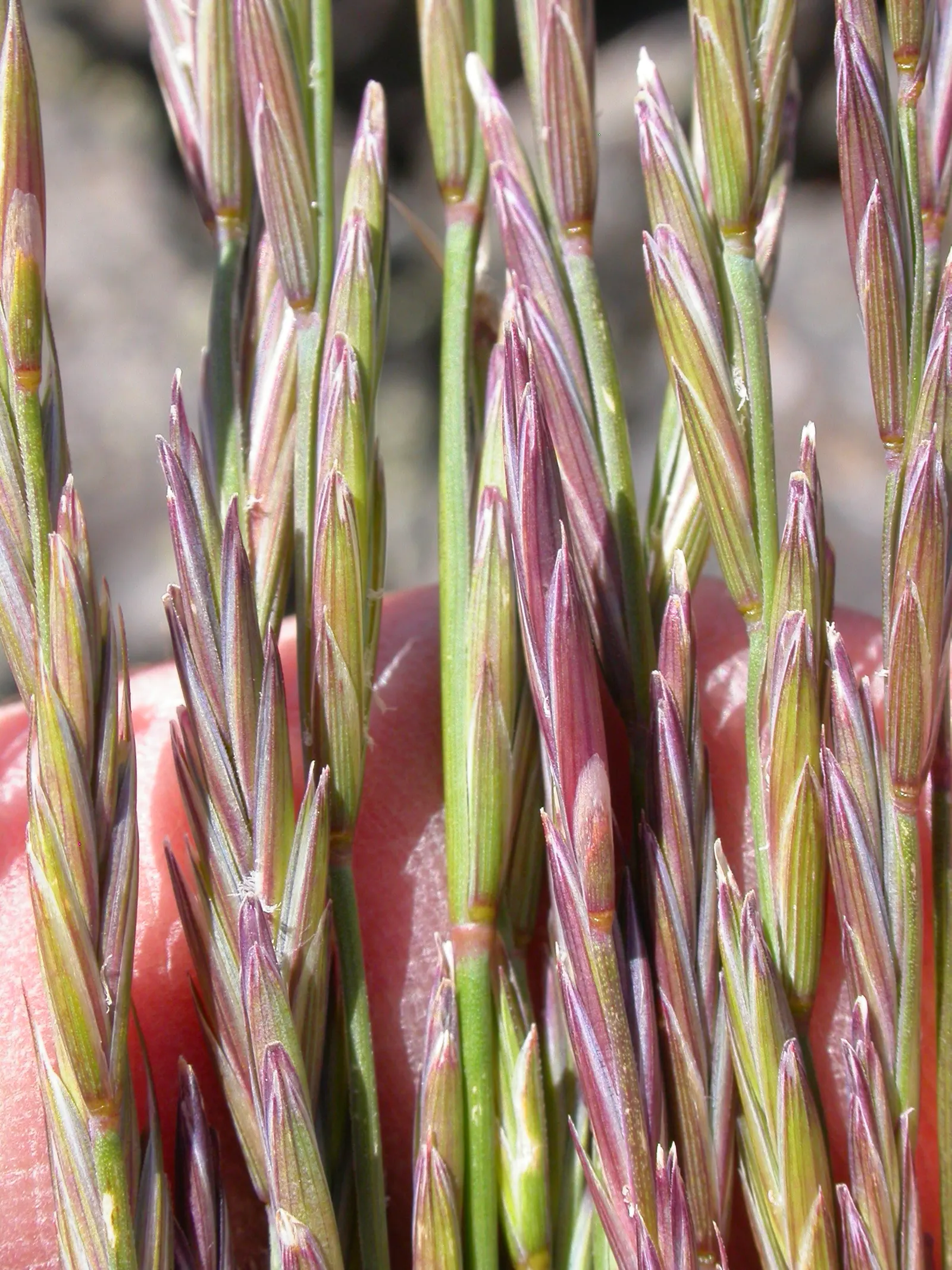 Bluebunch Wheat Grass (Pseudoroegneria Spicata) — is a drought-tolerant perennial valued for its resilience and ecological benefits; ideal for naturalistic