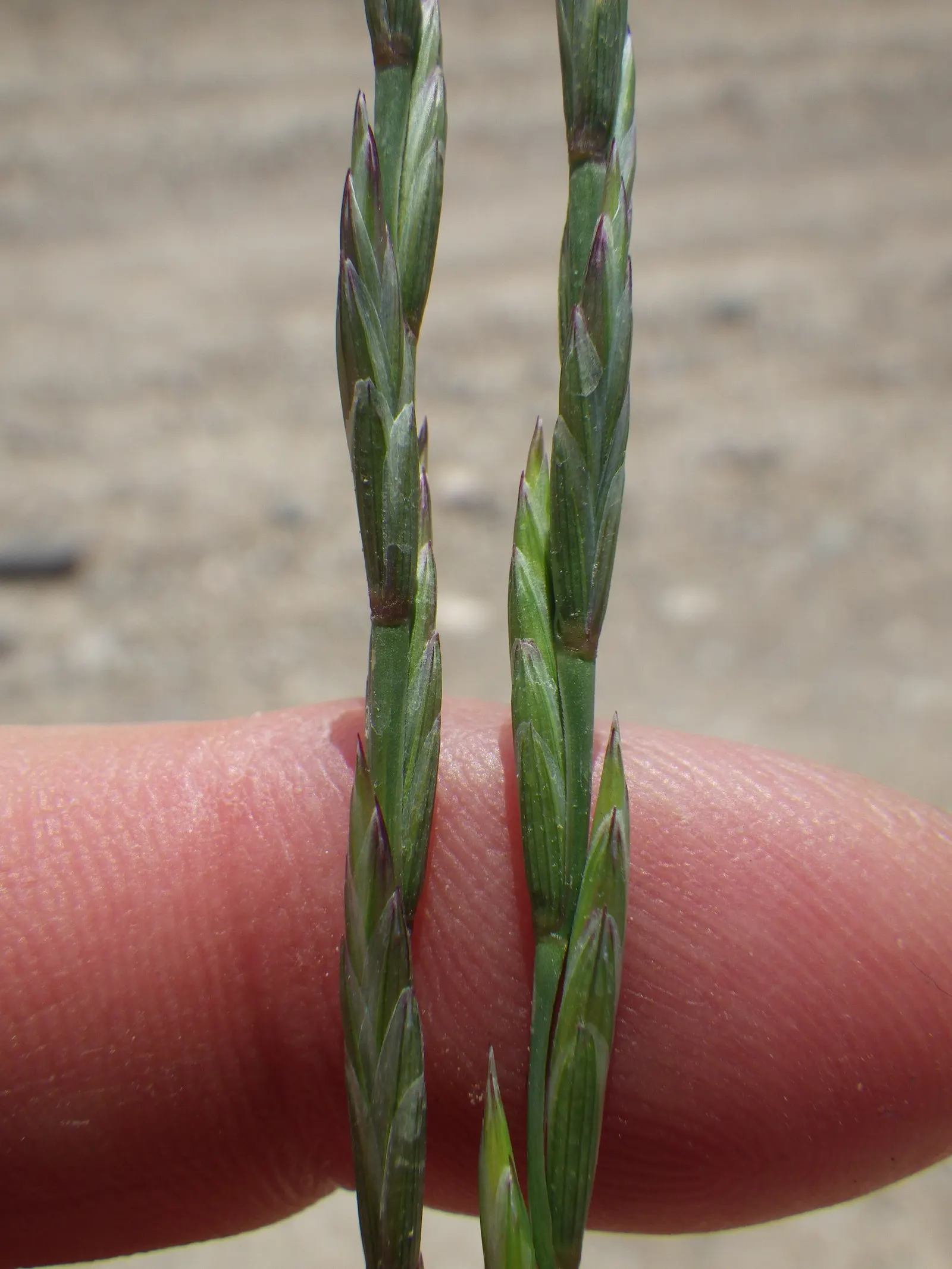 Bluebunch Wheat Grass (Pseudoroegneria Spicata) — is a drought-tolerant perennial valued for its resilience and ecological benefits