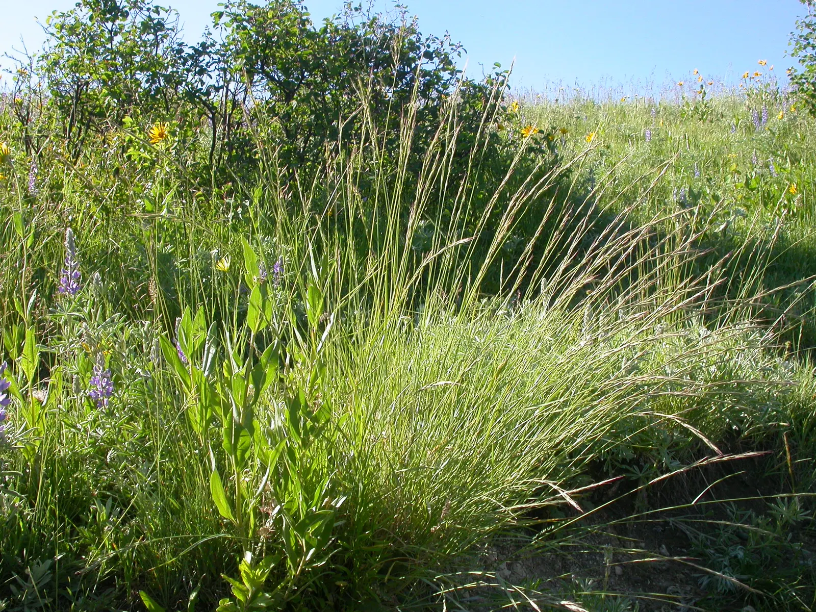 Bluebunch Wheat Grass (Pseudoroegneria Spicata) — During late spring to early summer