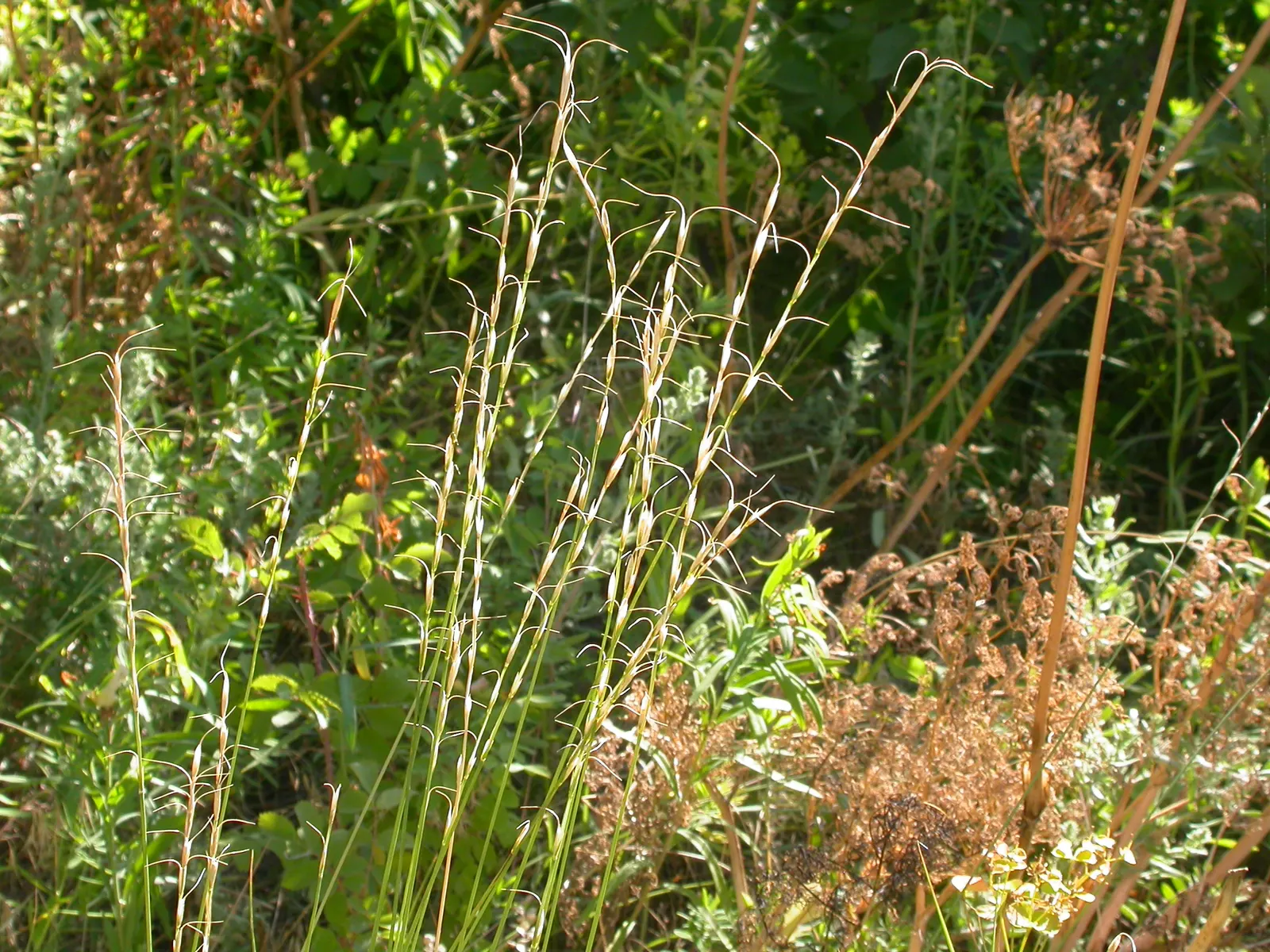 Bluebunch Wheat Grass (Pseudoroegneria Spicata) — Native to the western United States and Canada