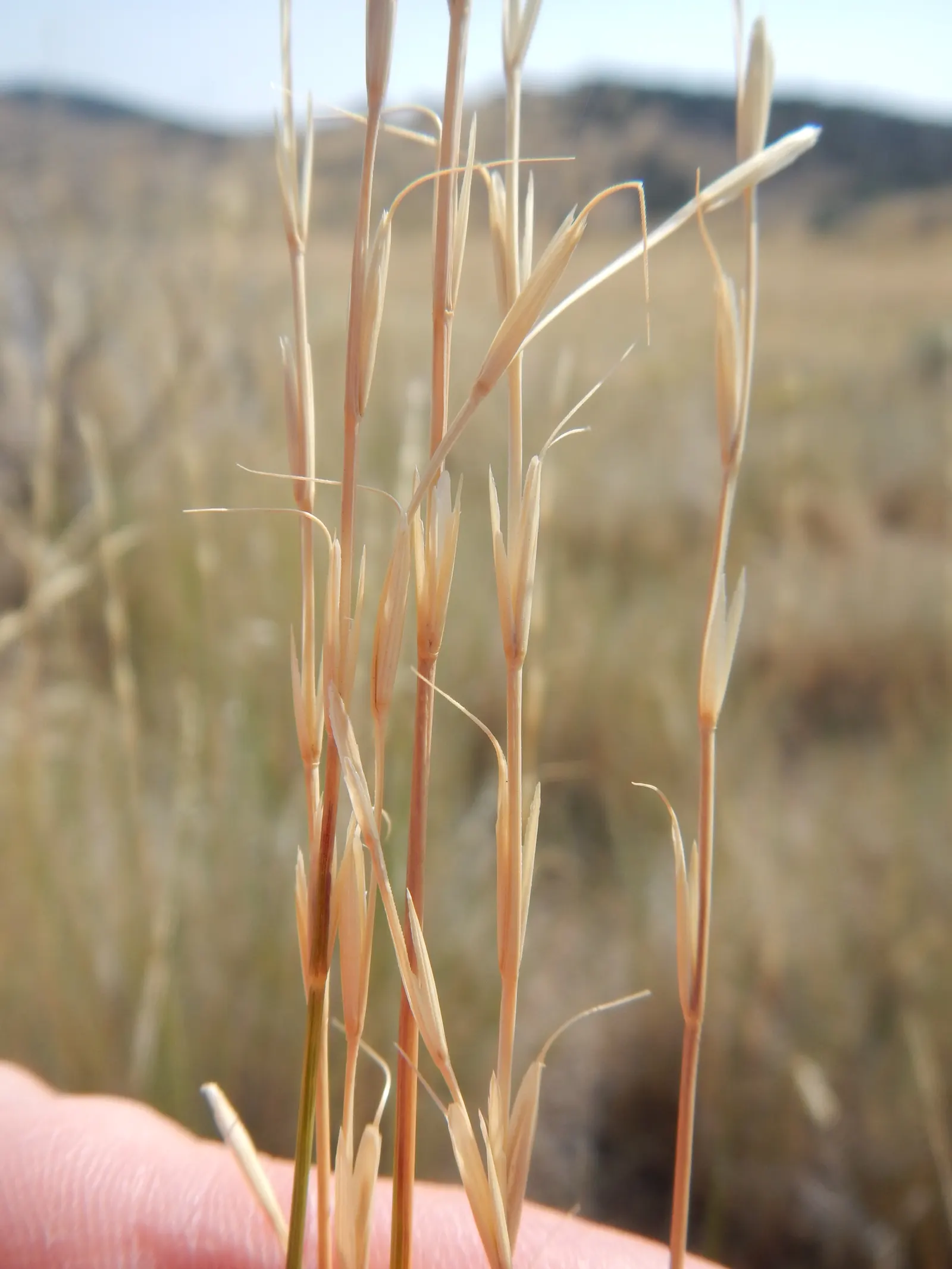 Bluebunch Wheat Grass (Pseudoroegneria Spicata) — this grass thrives in USDA hardiness zones 4 through 9