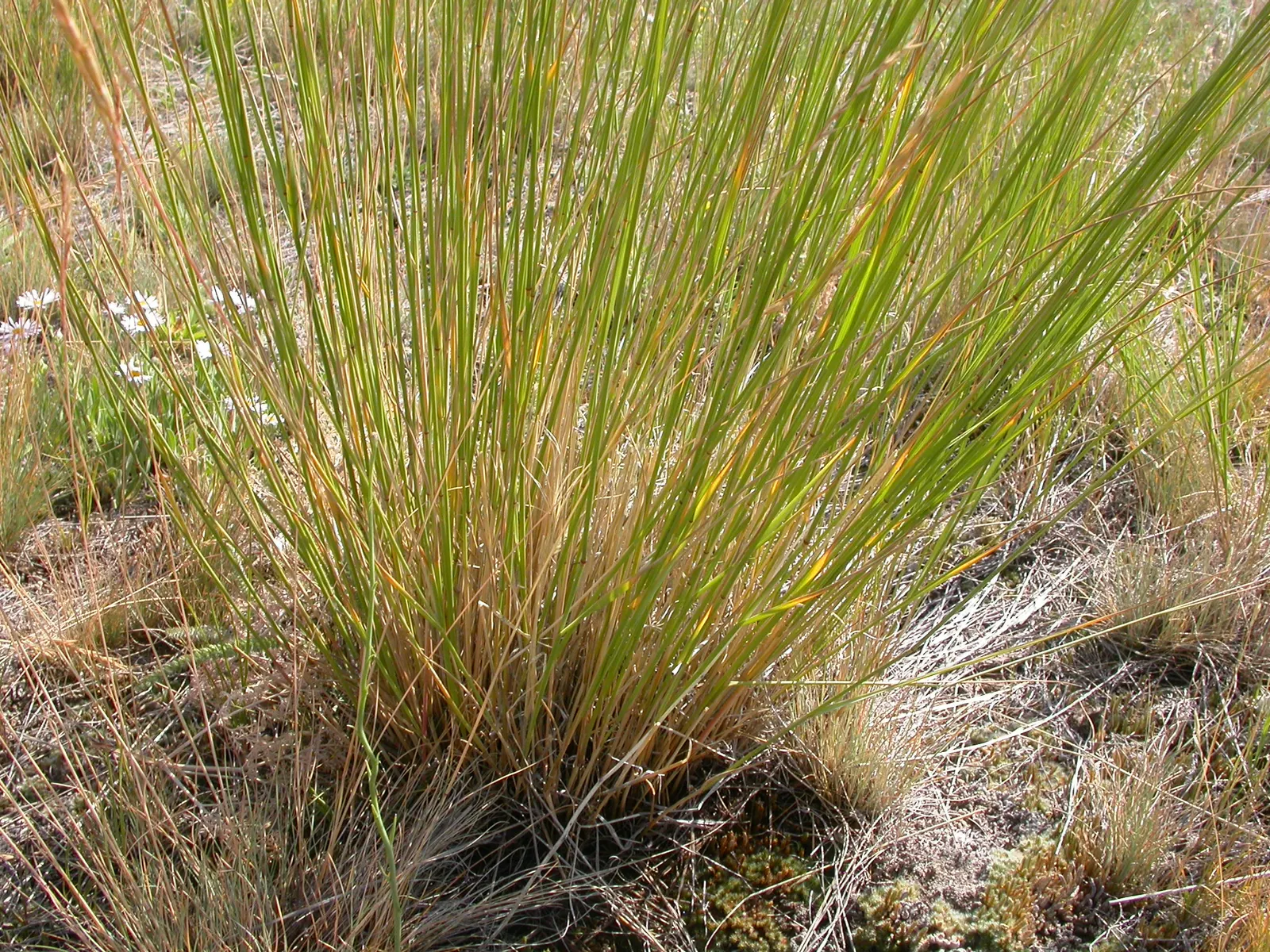 Bluebunch Wheat Grass (Pseudoroegneria Spicata) — scientifically known as Pseudoroegneria spicata