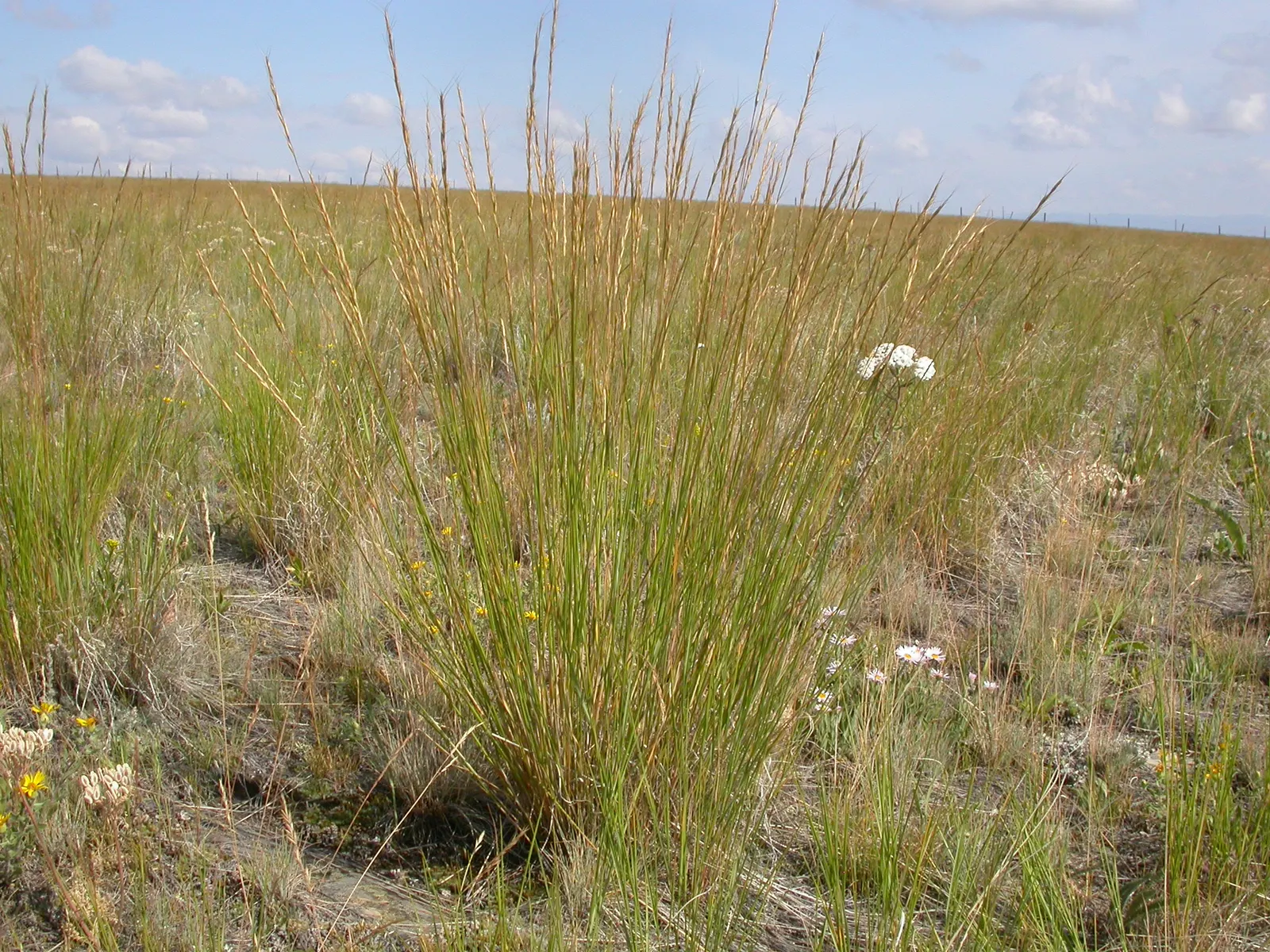 Bluebunch Wheat Grass (Pseudoroegneria Spicata) — indicating its ability to withstand a wide range of climates.<br><br>Characterized by its blue-green blades