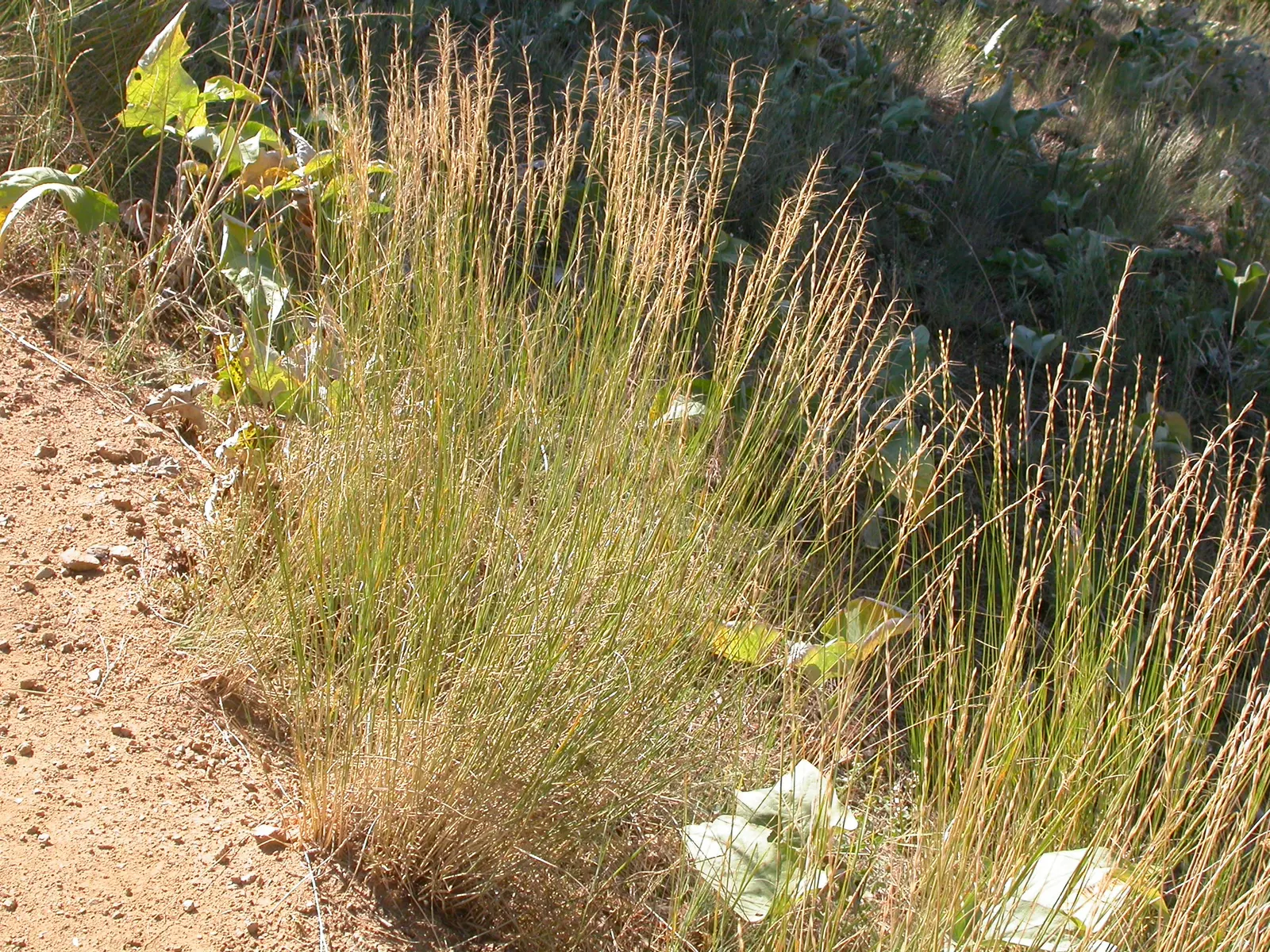 Bluebunch Wheat Grass (Pseudoroegneria Spicata) — making it an excellent choice for a variety of landscape designs