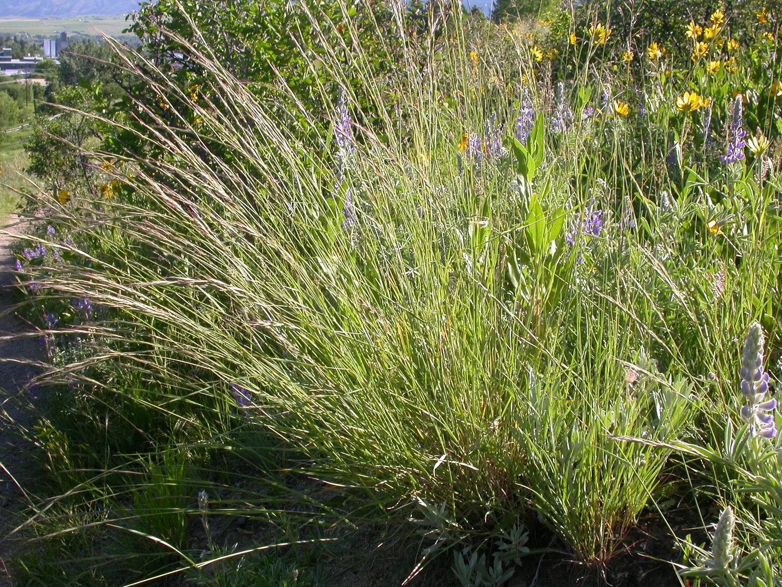 Bluebunch Wheat Grass (Pseudoroegneria Spicata) — well-drained soils and requires minimal maintenance once established