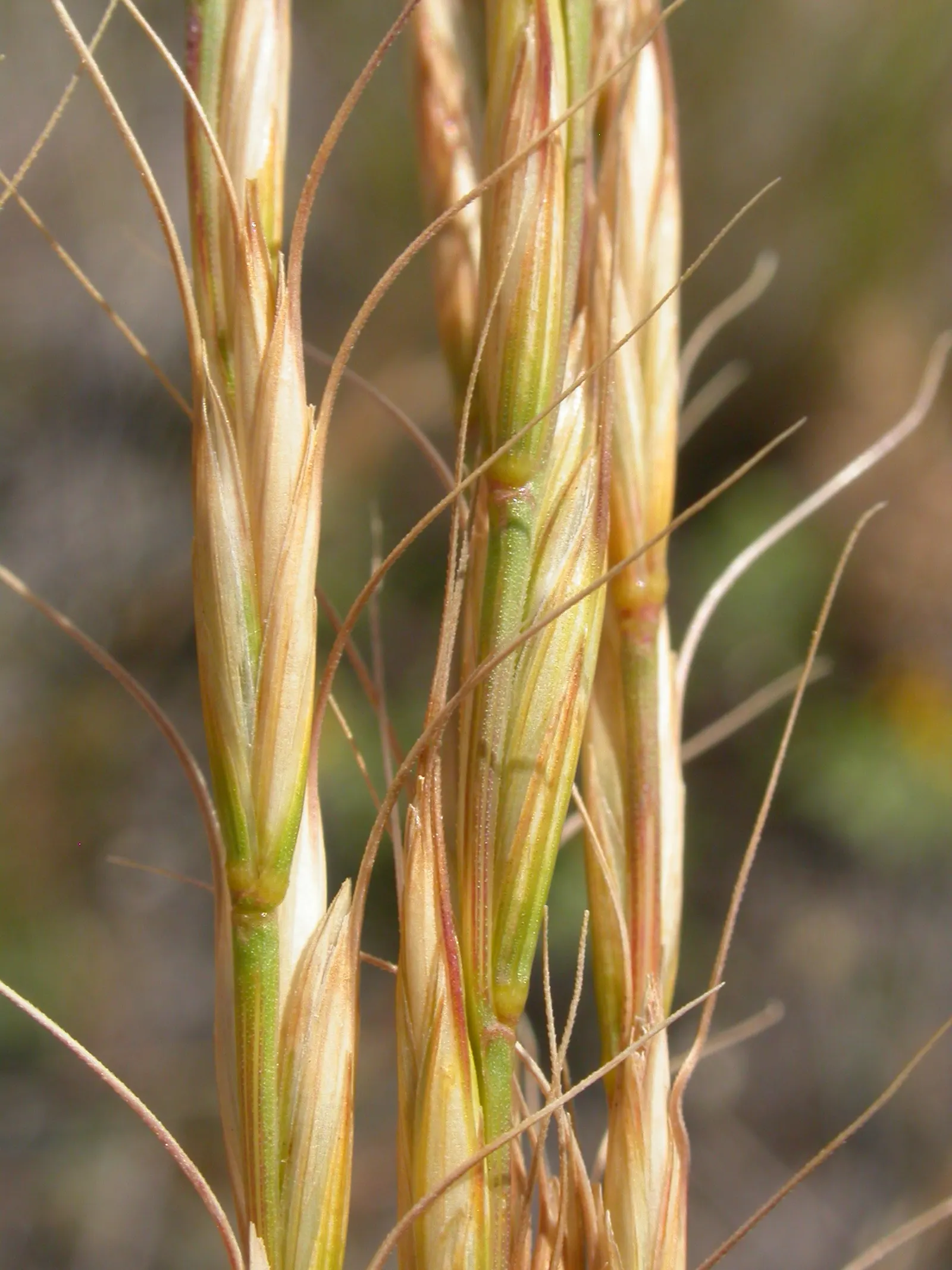 Bluebunch Wheat Grass (Pseudoroegneria Spicata) — grass / perennial for full or half