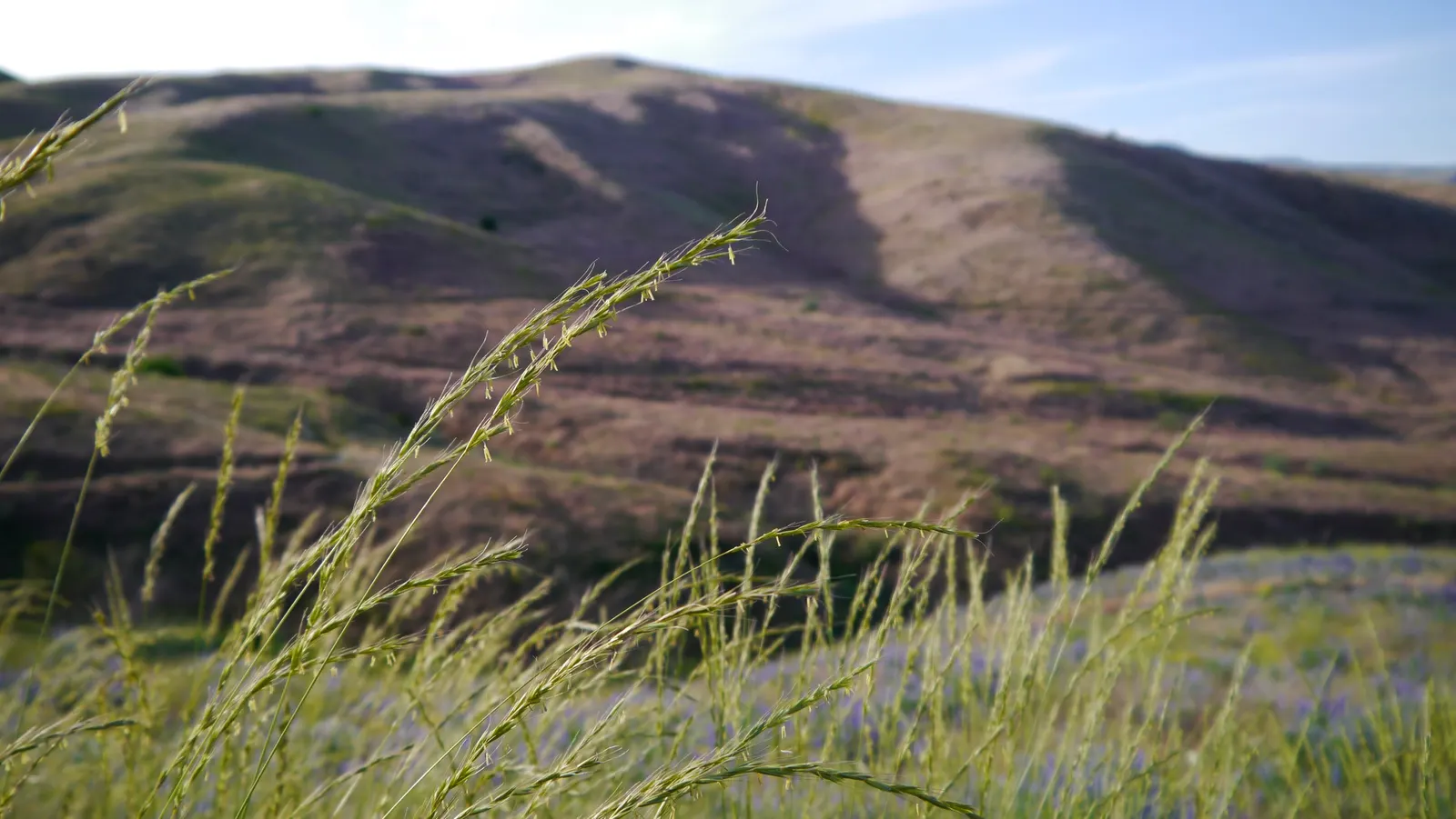 Bluebunch Wheat Grass (Pseudoroegneria Spicata) — It's an ideal choice for naturalistic plantings, meadow gardens, or as a robust accent in mixed borders