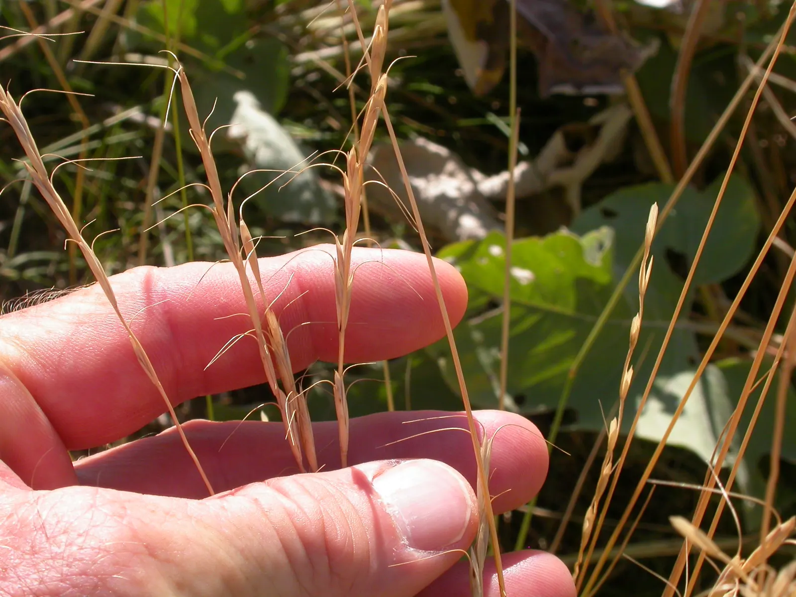 Bluebunch Wheat Grass (Pseudoroegneria Spicata) — space Bluebunch Wheat Grass approximately 18 to 24 inches apart