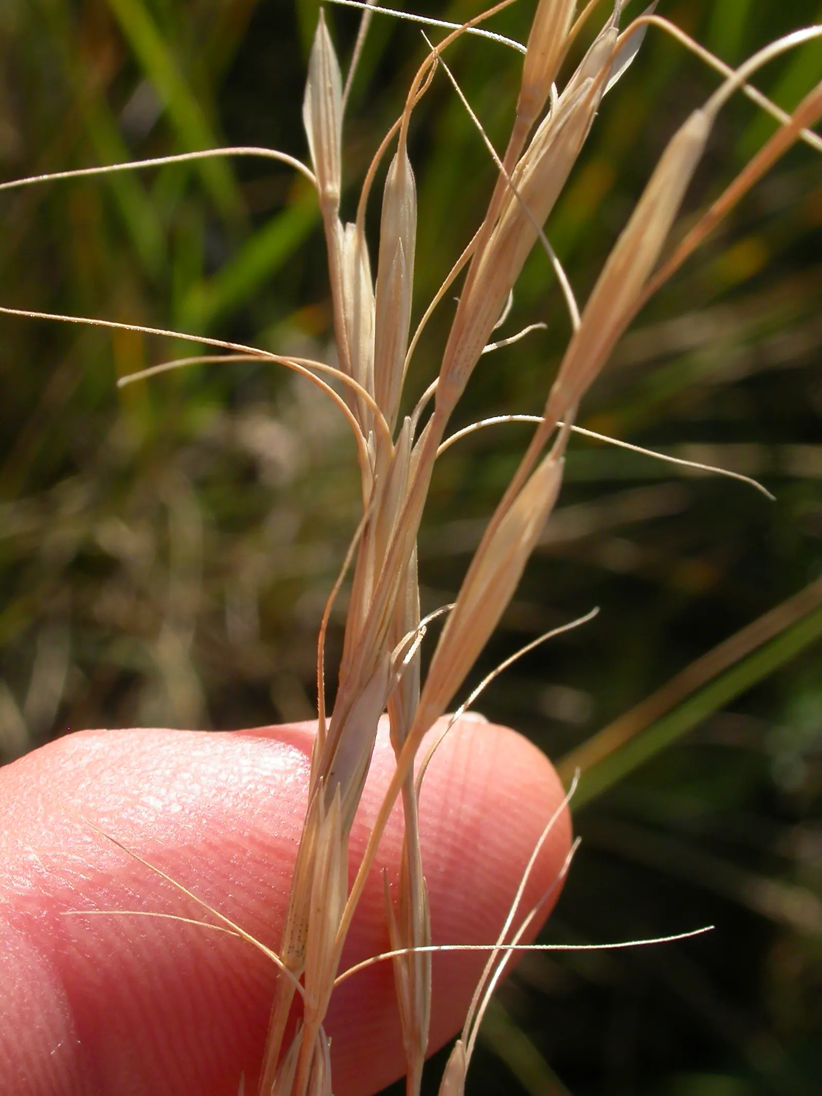 Bluebunch Wheat Grass (Pseudoroegneria Spicata) — Ideal for naturalistic designs