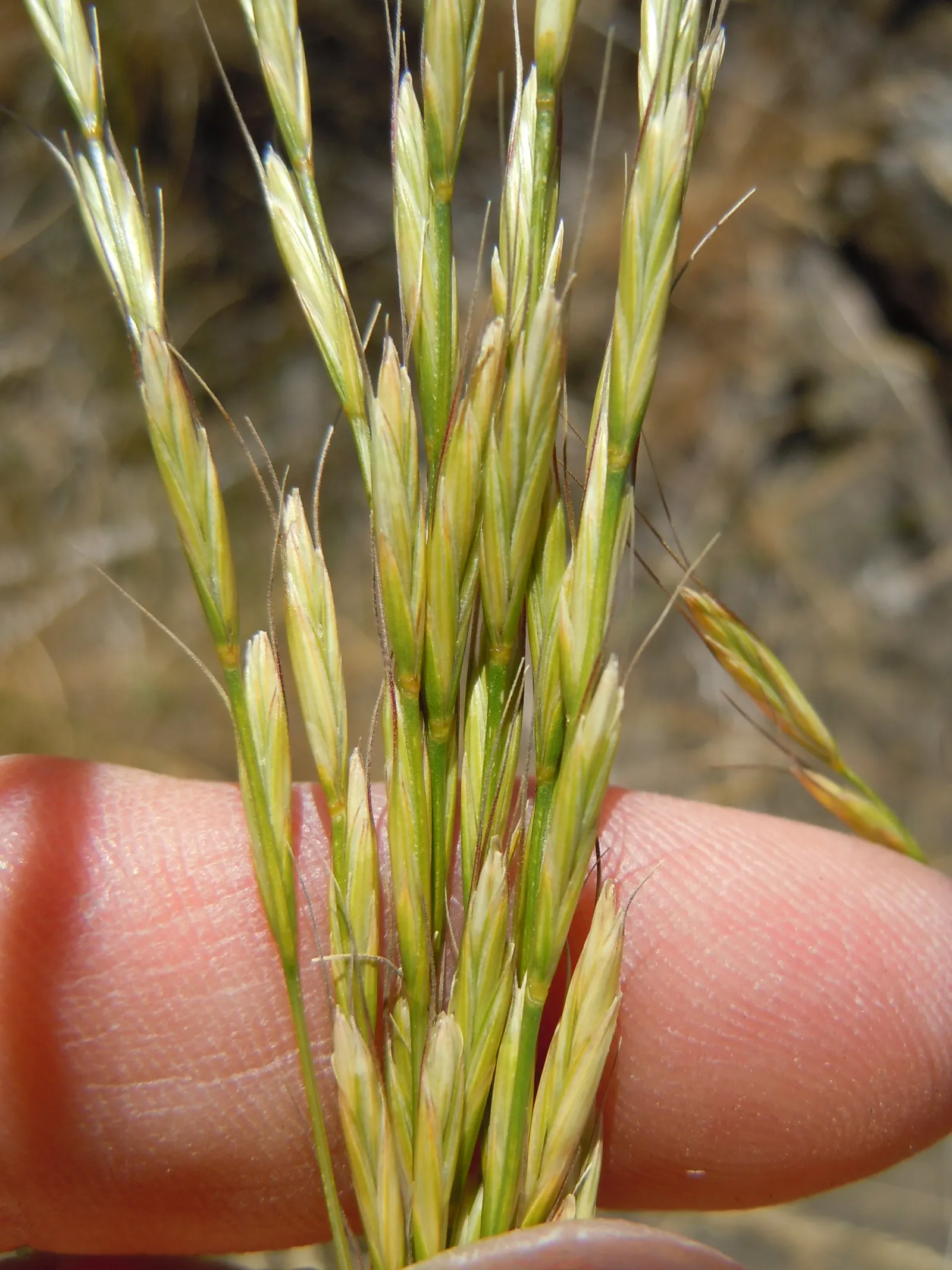 Bluebunch Wheat Grass (Pseudoroegneria Spicata) — the Bluebunch Wheat Grass typically grows to heights of 1.5 to 3 feet and may reach similar spreads