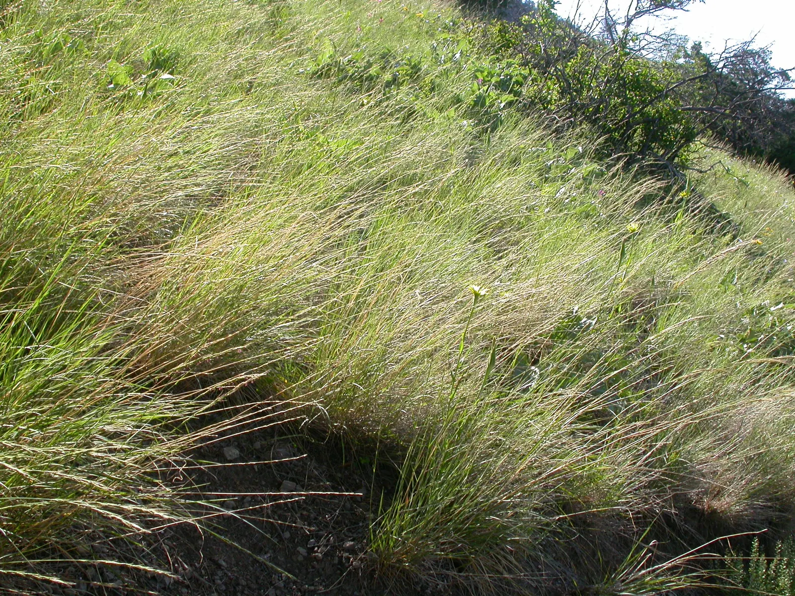 Bluebunch Wheat Grass (Pseudoroegneria Spicata) — particularly when it sways gracefully in the breeze