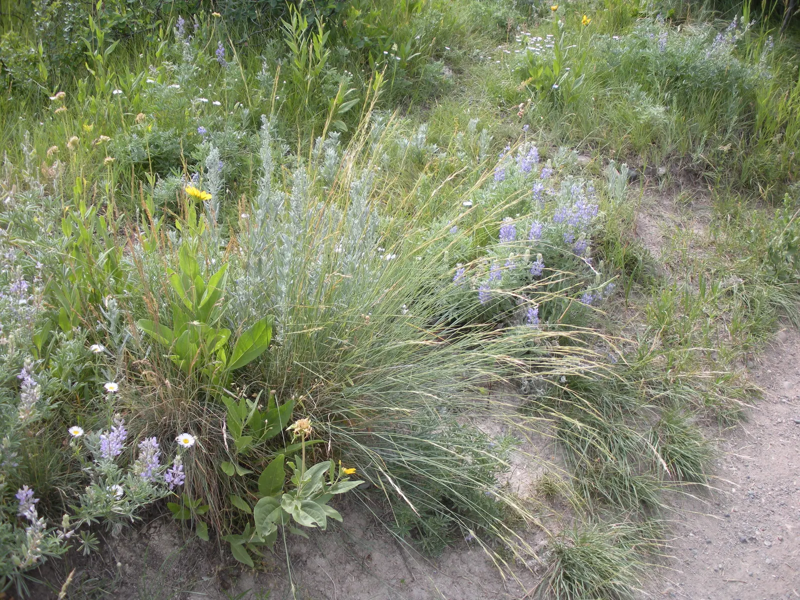 Bluebunch Wheat Grass (Pseudoroegneria Spicata) — With bluish-green blades reaching 2-3 feet tall, it thrives in full sun across USDA zones 4-9; this grass