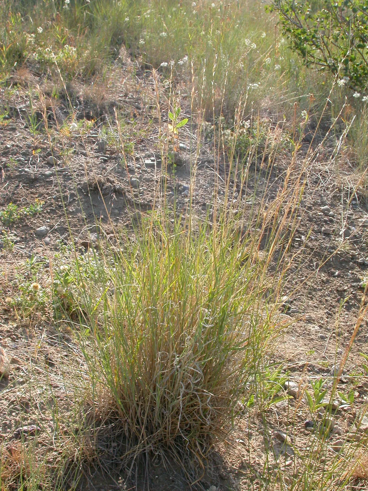 Bluebunch Wheat Grass (Pseudoroegneria Spicata) — allowing sufficient room for mature growth