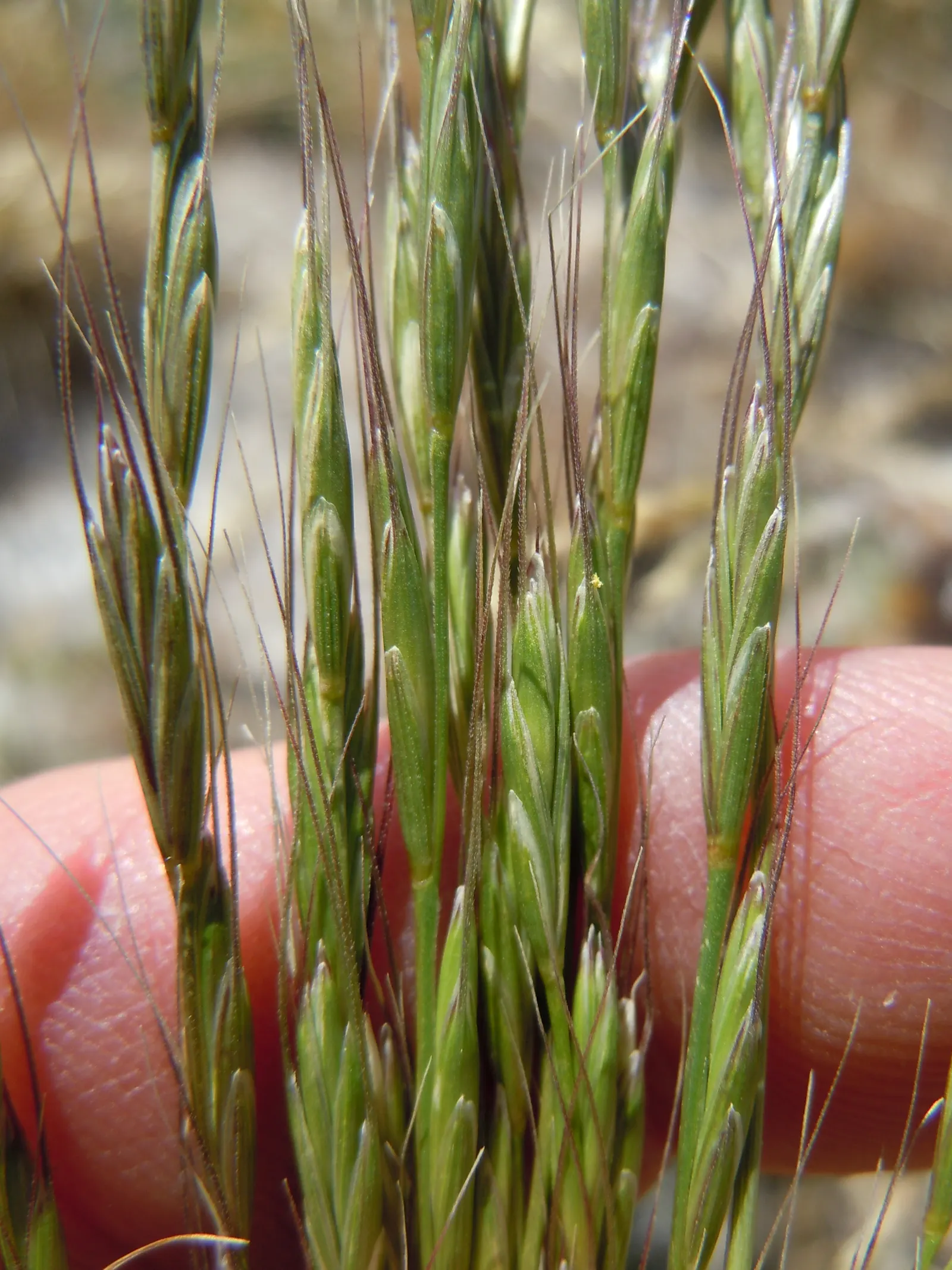Bluebunch Wheat Grass (Pseudoroegneria Spicata) — lending additional visual interest.<br><br>This species is well-suited to dry