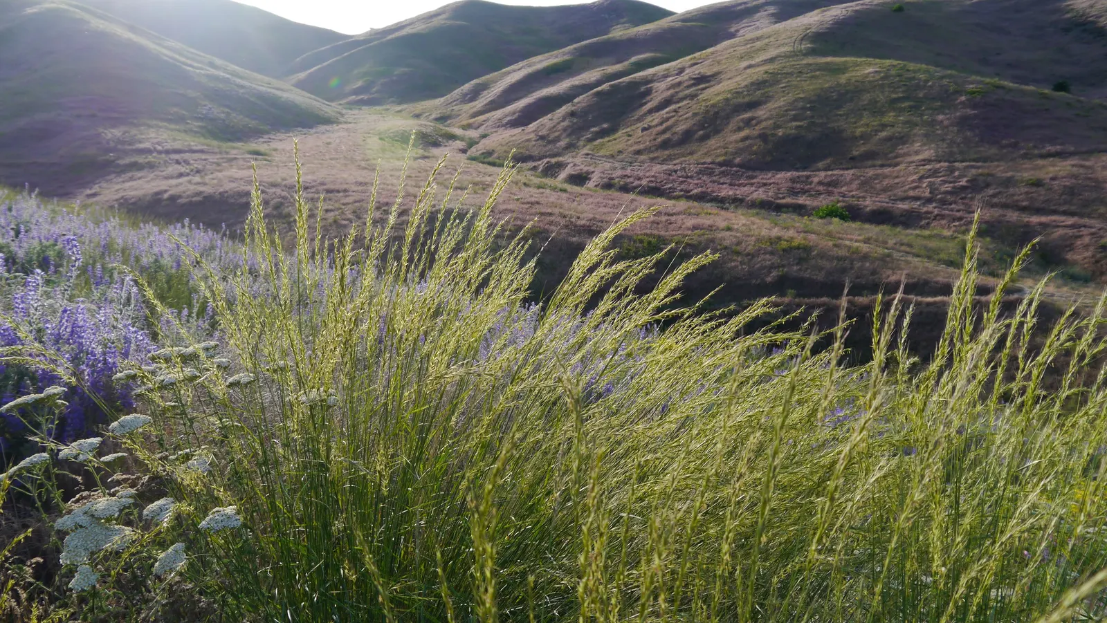 Bluebunch Wheat Grass (Pseudoroegneria Spicata) — depending on its environment