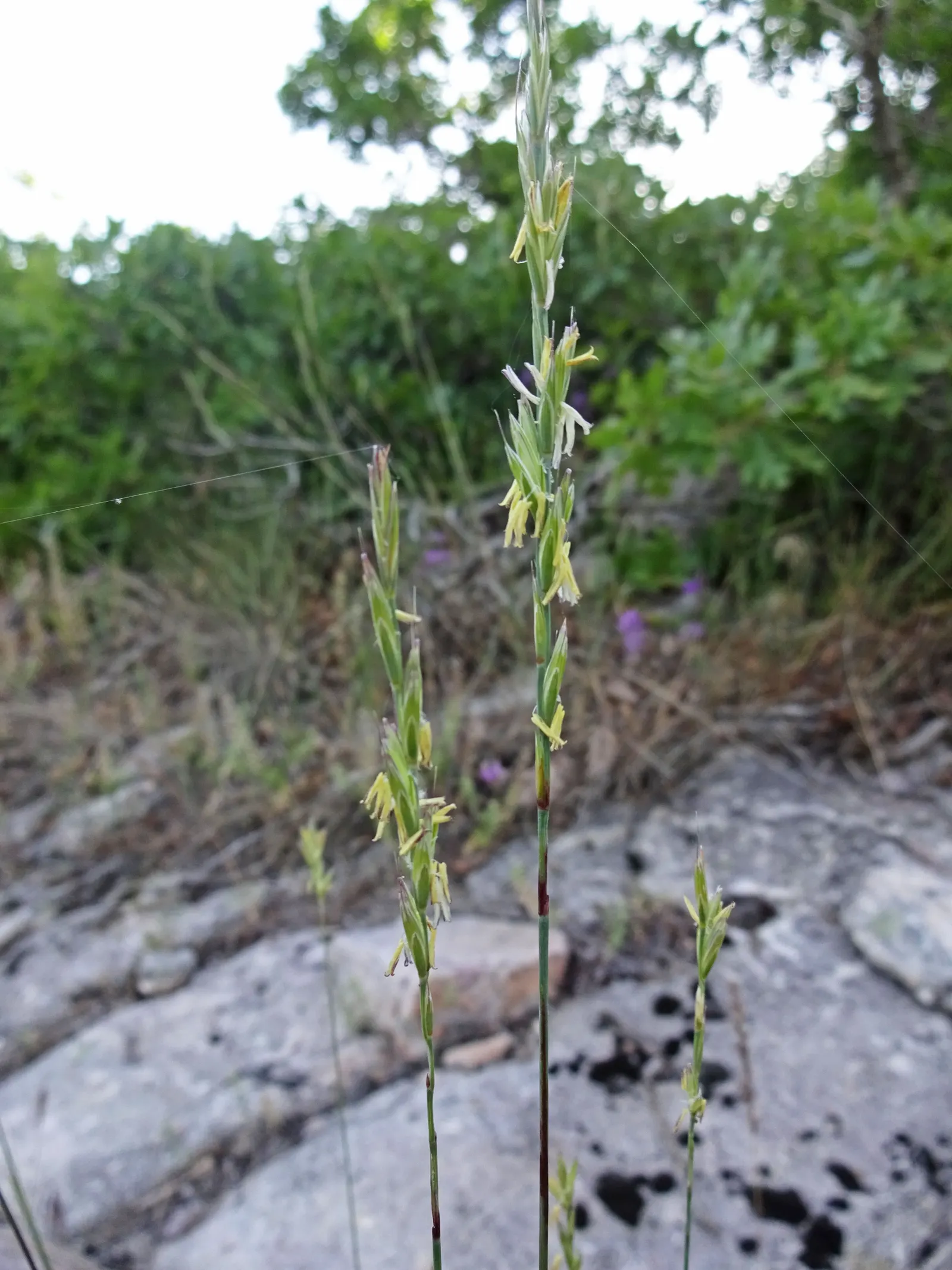 Bluebunch Wheat Grass (Pseudoroegneria Spicata) — making it a sustainable choice for landscape designs