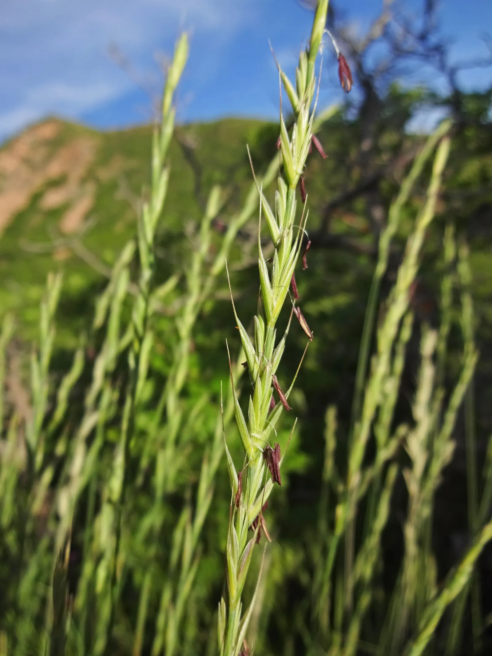 Bluebunch Wheat Grass (Pseudoroegneria Spicata) — This bunchgrass' deep roots stabilize soil, and its dense growth offers erosion control