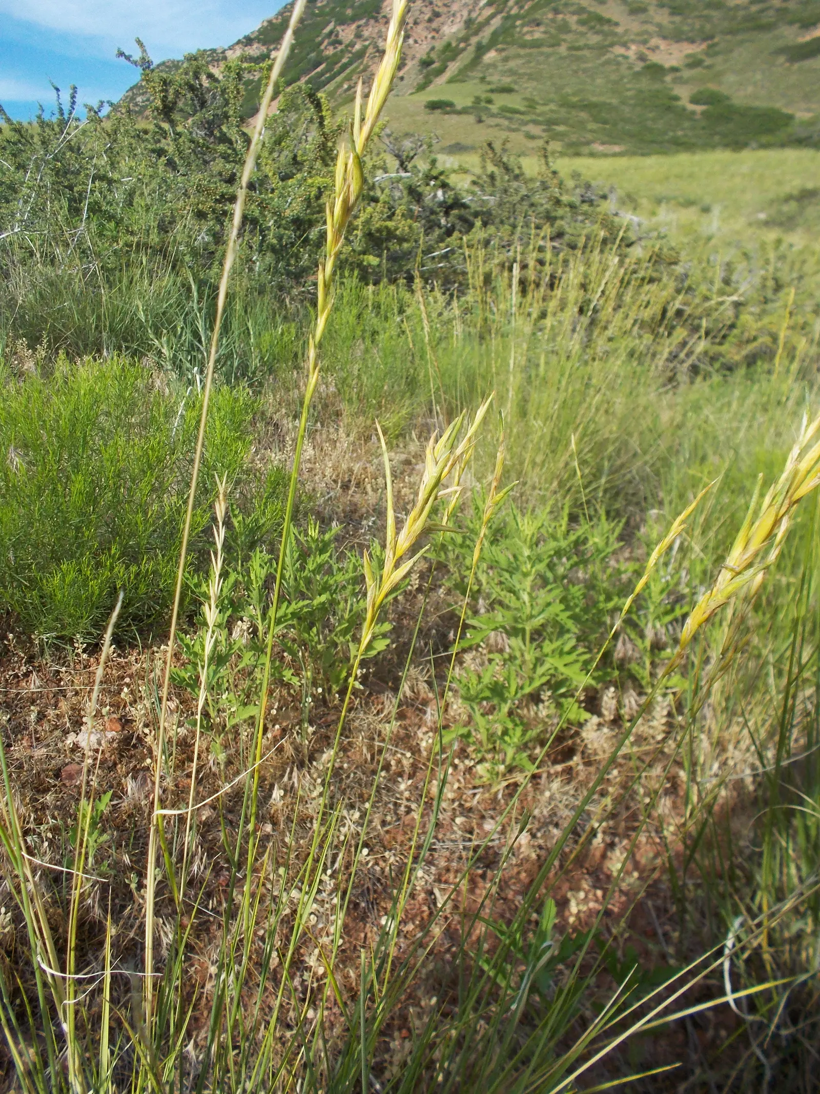 Bluebunch Wheat Grass (Pseudoroegneria Spicata) — The foliage provides a striking fine-textured contrast in garden compositions