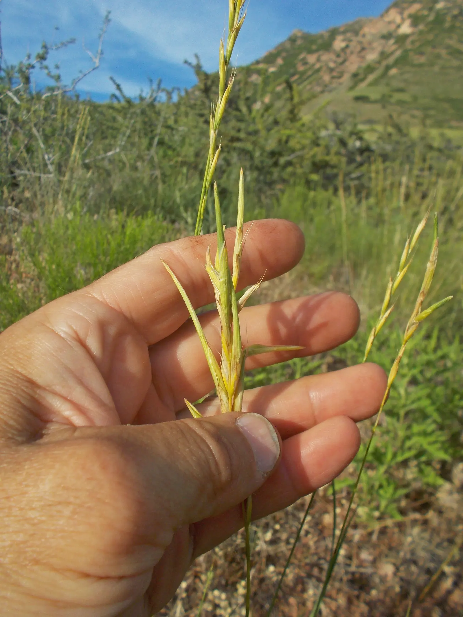 Bluebunch Wheat Grass (Pseudoroegneria Spicata) — With bluish-green blades reaching 2-3 feet tall, it thrives in full sun across USDA zones 4-9