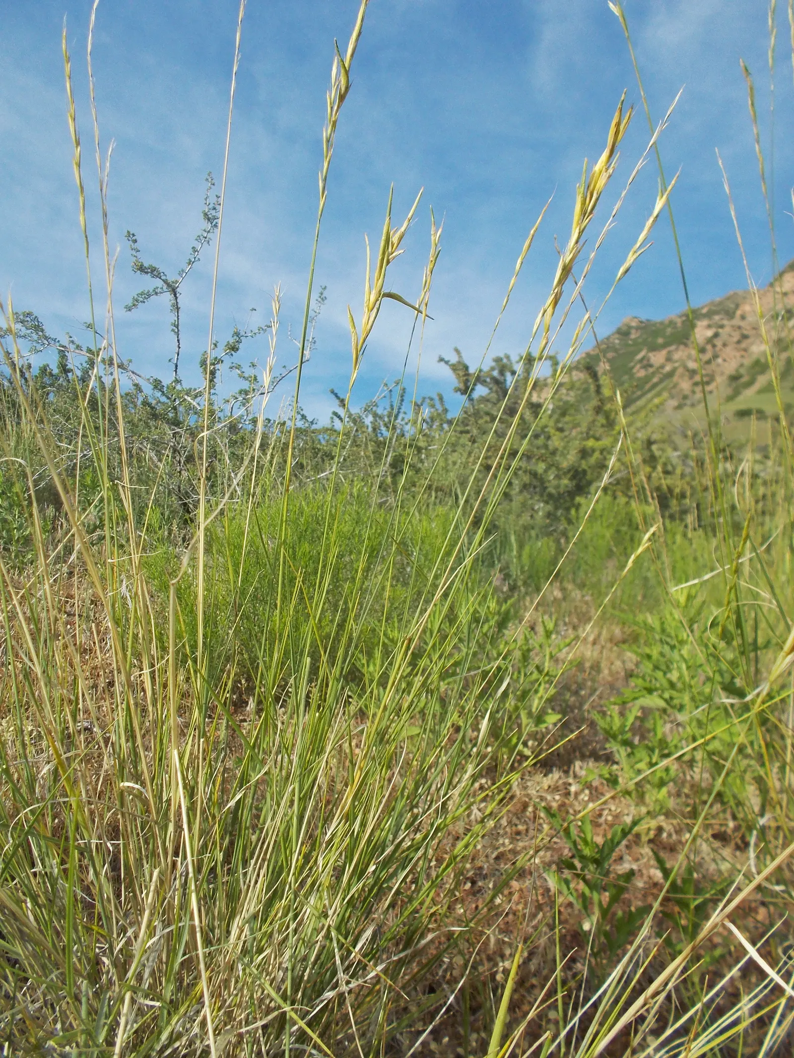 Bluebunch Wheat Grass (Pseudoroegneria Spicata) — slender spikes which mature into wheat-like seed heads