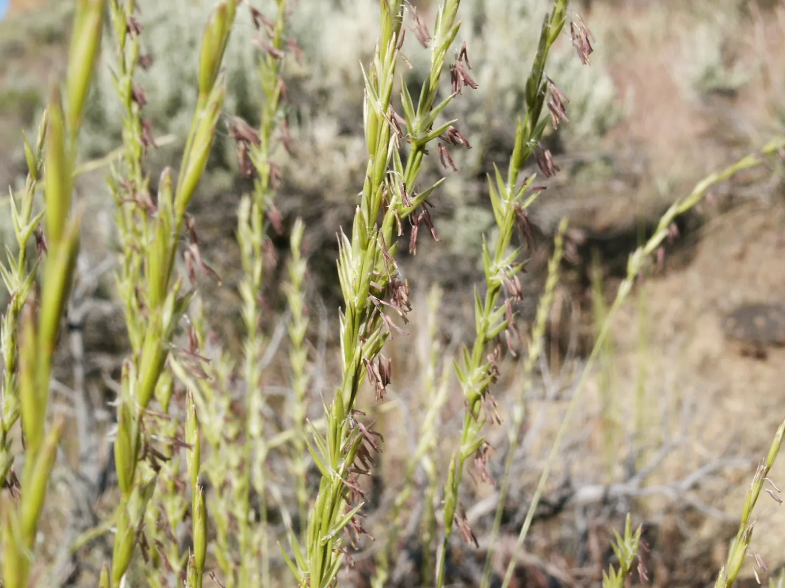 Bluebunch Wheat Grass (Pseudoroegneria Spicata) — including birds and butterflies.<br><br>When planning for incorporation into a garden design
