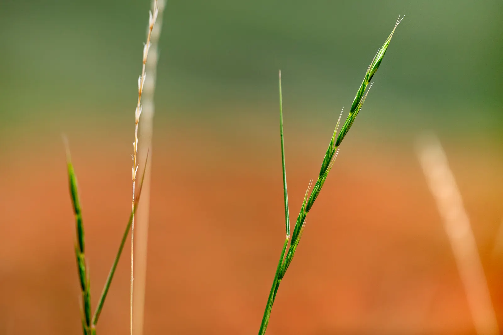 Bluebunch Wheat Grass (Pseudoroegneria Spicata) — grass / perennial with yellow blooms