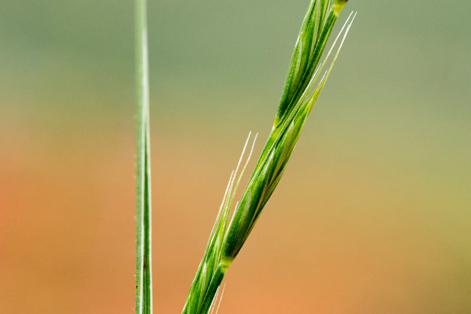 Bluebunch Wheat Grass (Pseudoroegneria Spicata) — yellow flowers in the garden