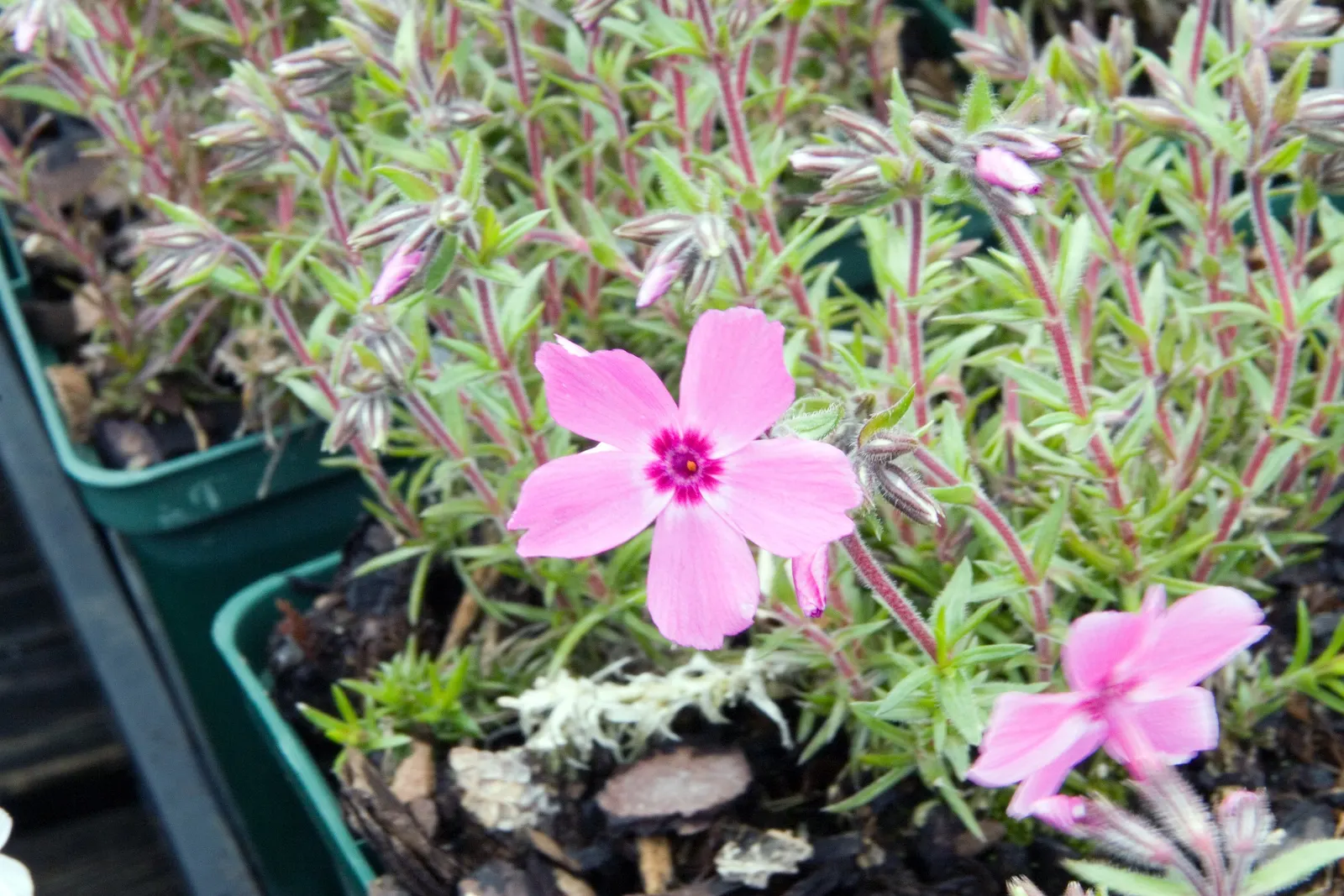 Red Wing Phlox (Phlox Subulata 'Red Wing') — offers a striking ground cover