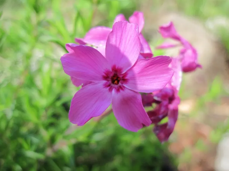 Red Wing Phlox (Phlox Subulata 'Red Wing') — Flourishing in zones 3-9, it thrives in full sun and well-drained soil