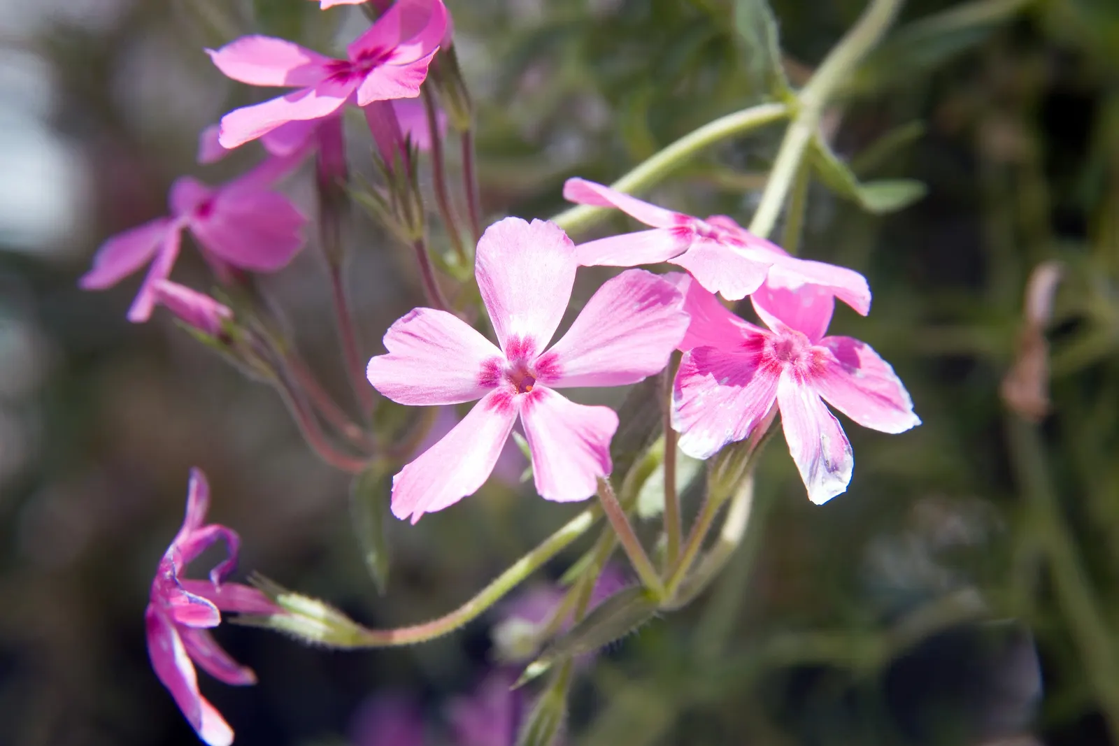 Red Wing Phlox (Phlox Subulata 'Red Wing') — with vibrant crimson blooms and a deep pink center