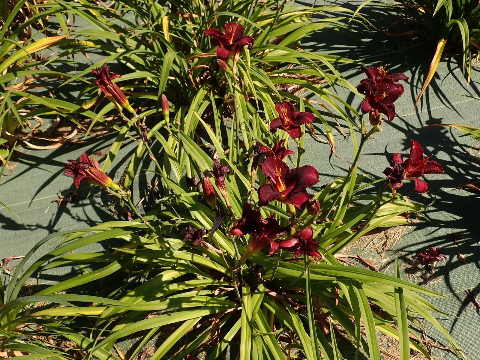 Ruby Slippers (Echeveria Harmsii 'Ruby Slippers') — arrayed in a tight rosette up to 8 inches in diameter