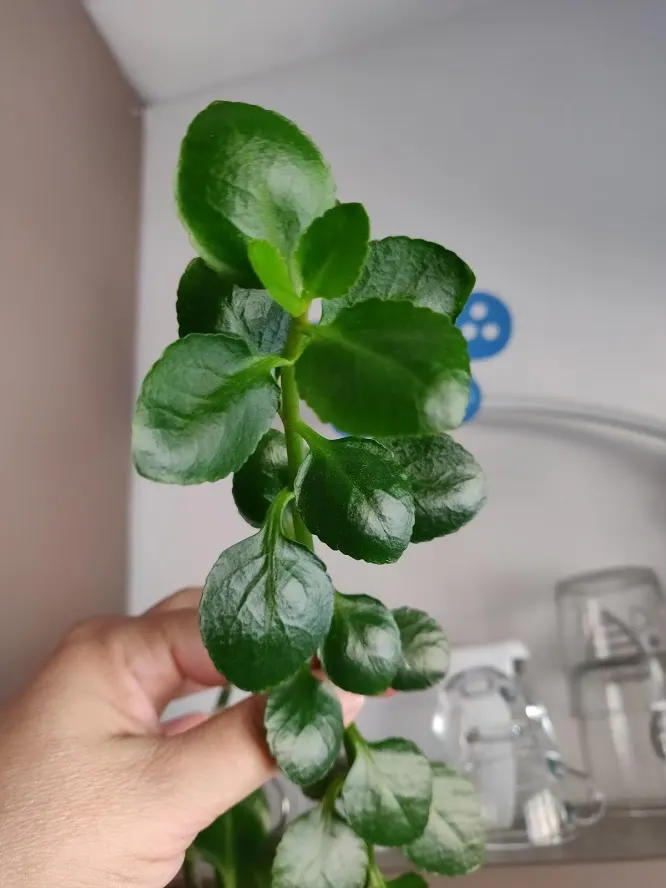 Baby's Tears (Soleirolia Soleirolii) — This evergreen perennial is characterized by its lush; its rapid growth and mat-forming habit provide an excellent