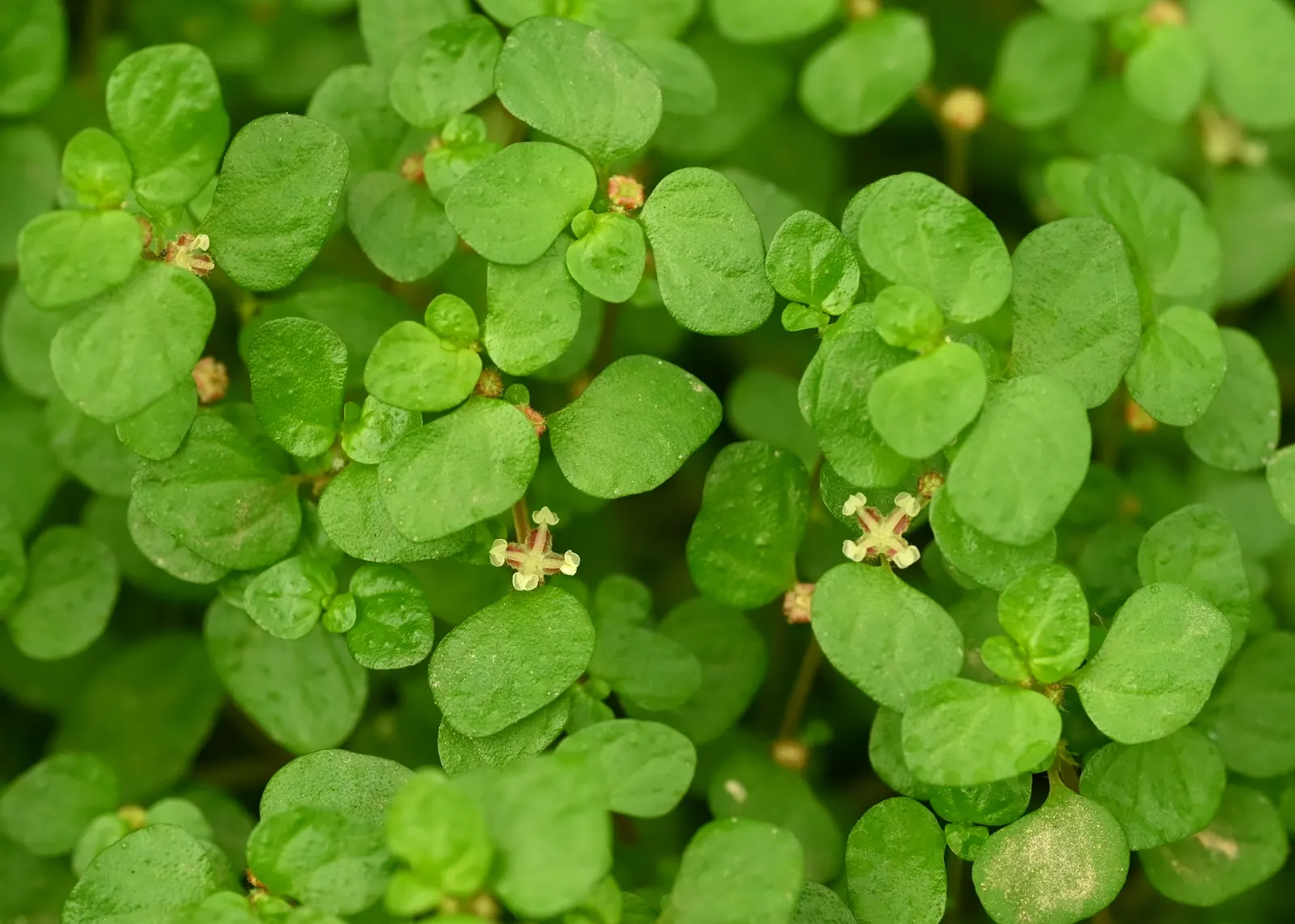 Baby's Tears (Soleirolia Soleirolii) — contributing an idyllic charm and requiring little care to maintain their lush appearance
