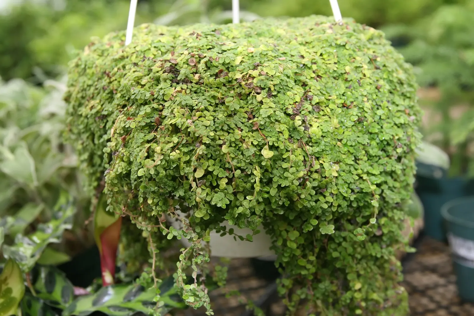 Baby's Tears (Soleirolia Soleirolii) — boasts a delicate yet robust presence in any garden landscape; baby's Tears are a whimsical addition to any client's