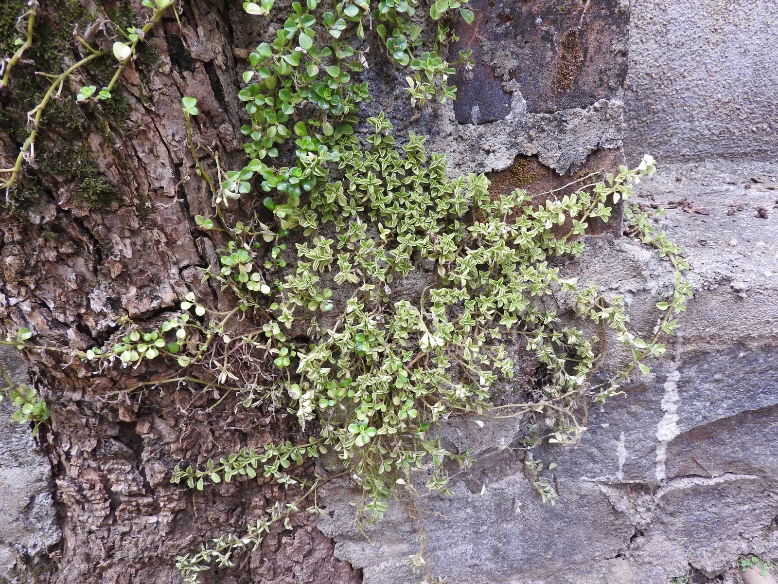 Baby's Tears (Soleirolia Soleirolii) — This low-growing plant reaches a height of 1-6 inches with a spread of 12-18 inches