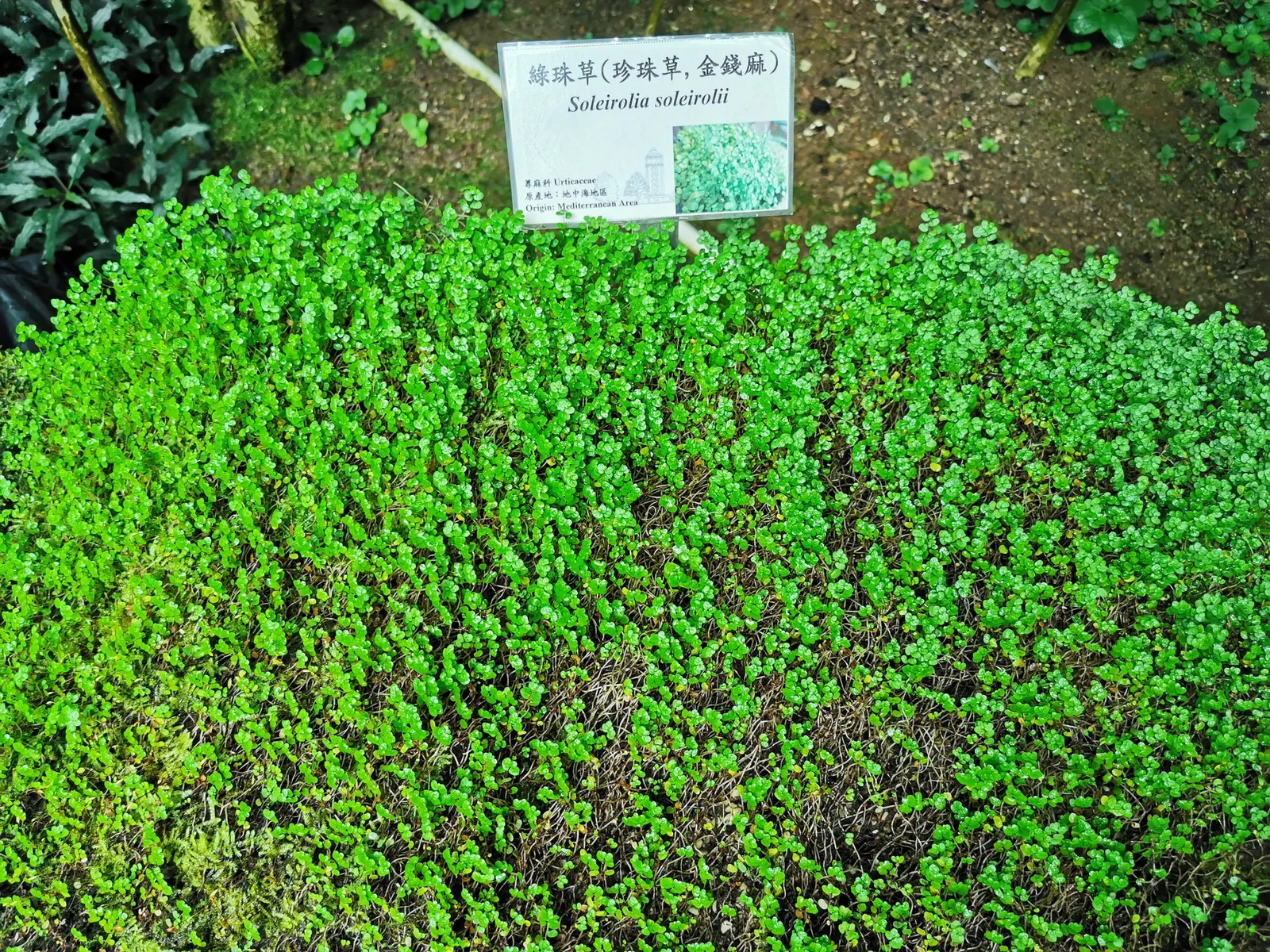 Baby's Tears (Soleirolia Soleirolii) — They should be planted in rich, well-draining soil, with a preference for consistent moisture; adding nuanced color
