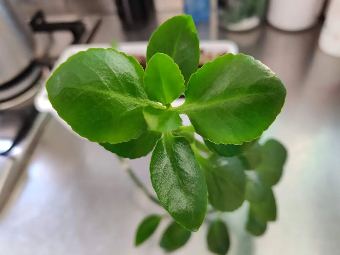 Baby's Tears (Soleirolia Soleirolii) — rounded leaves less than 1/8 inch across