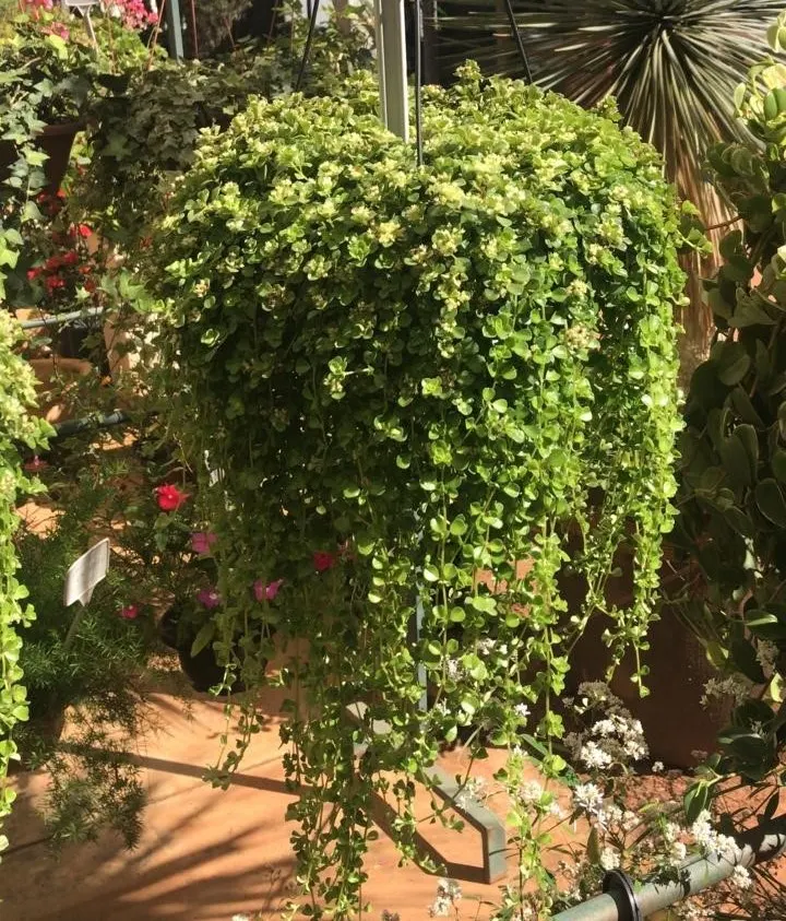 Baby's Tears (Soleirolia Soleirolii) — it prefers partial to full shade; typically a vibrant green, image 50