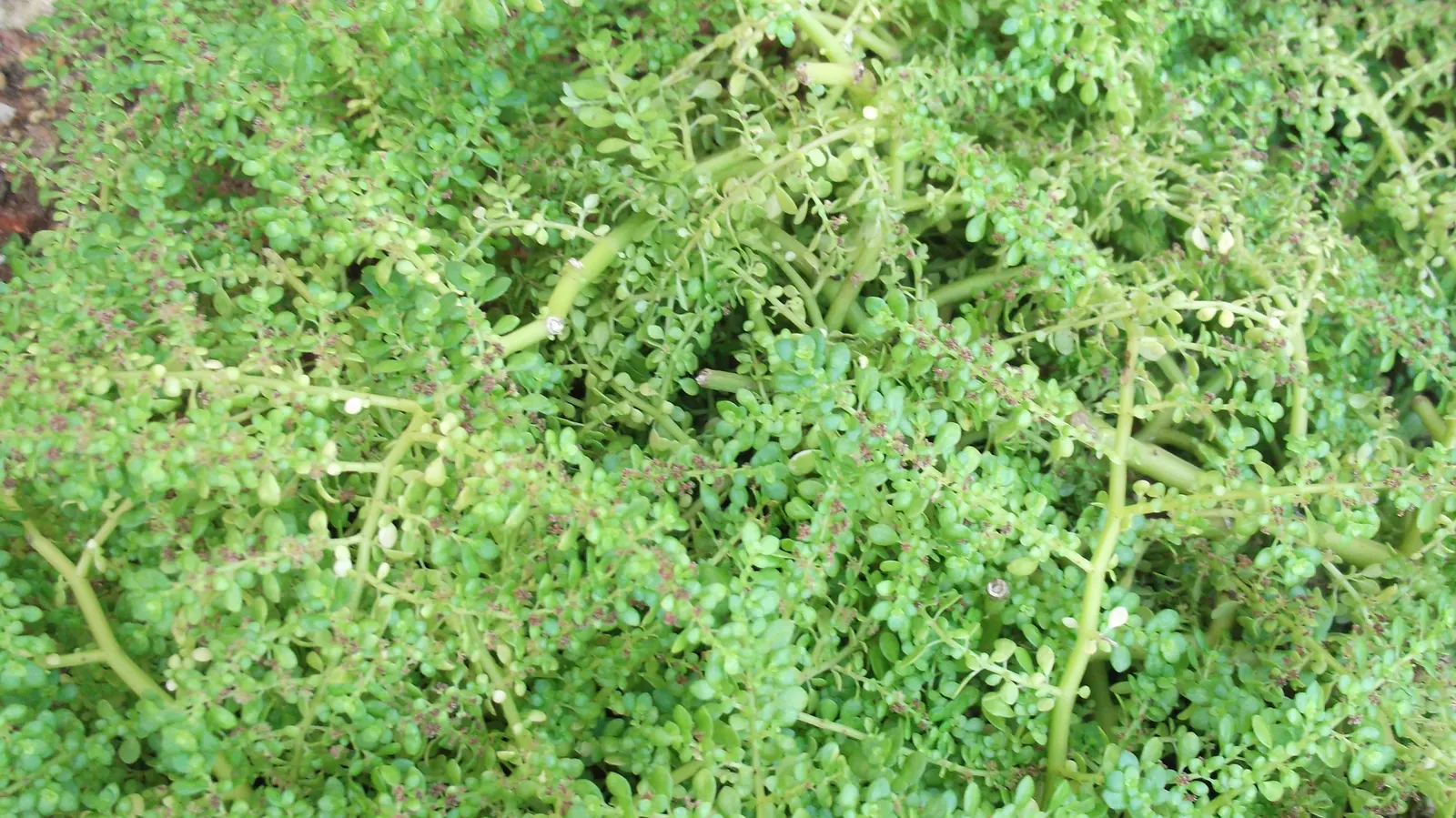 Baby's Tears (Soleirolia Soleirolii) — typically a vibrant green